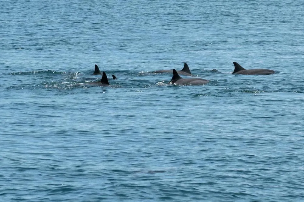 Volivoli Beach Resort