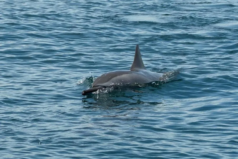 Volivoli Beach Resort