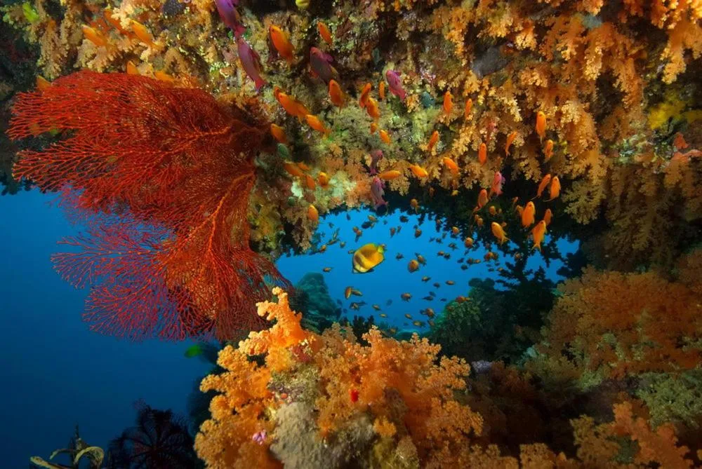 Diving in Volivoli Beach Resort