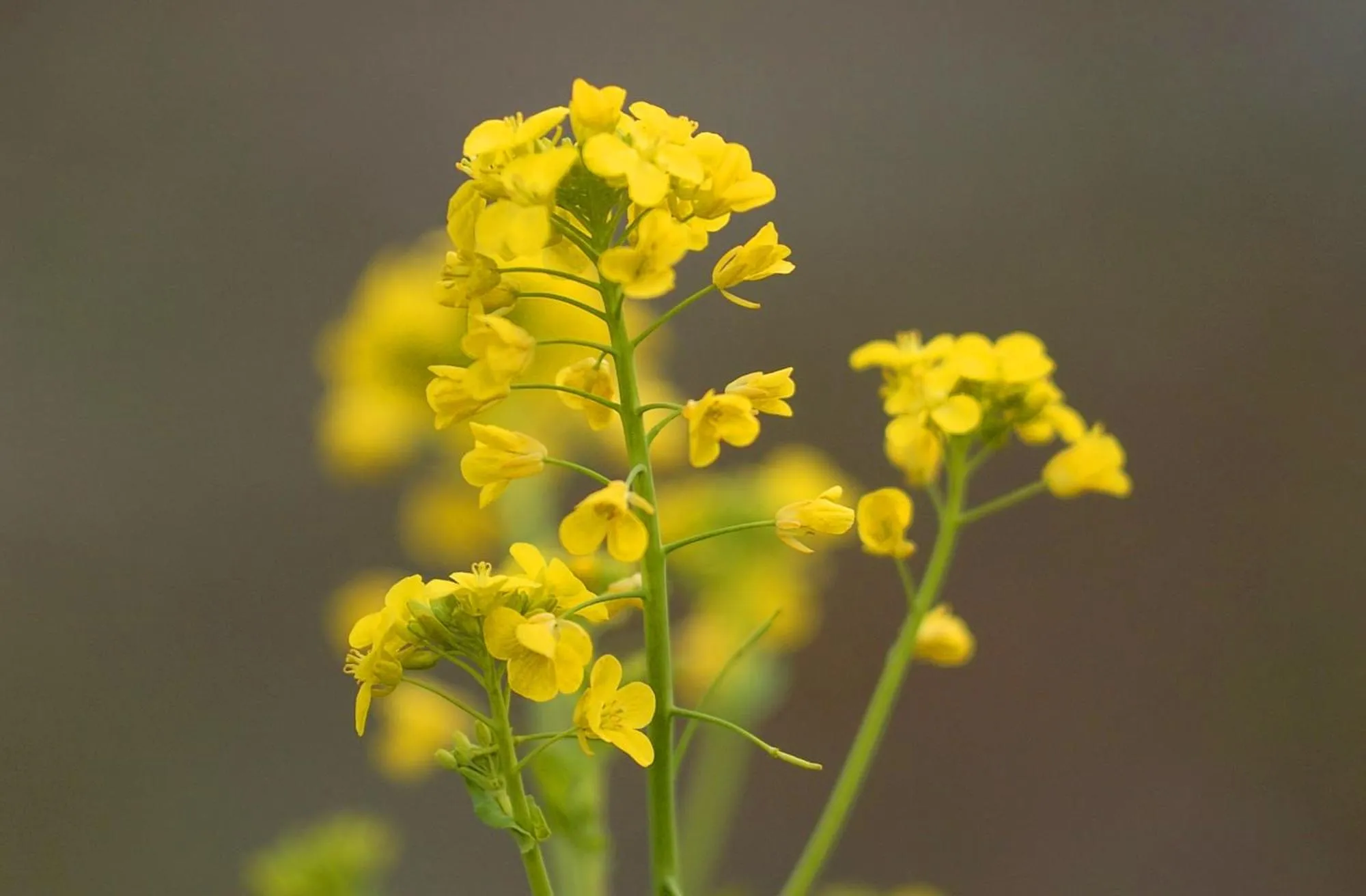 Spring in Sagayamato Onsen Hotel Amandi