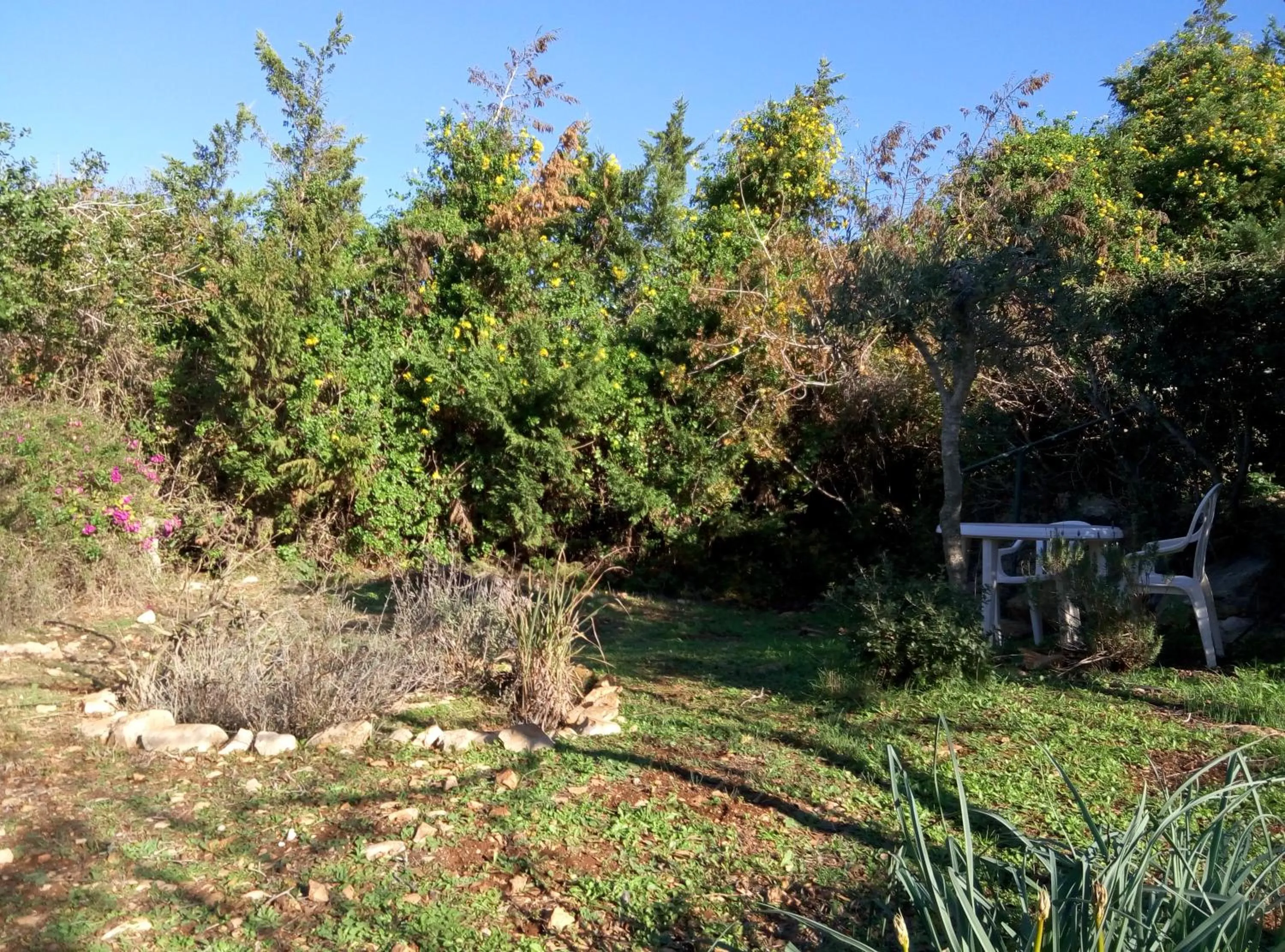 Garden in Cabin In The View