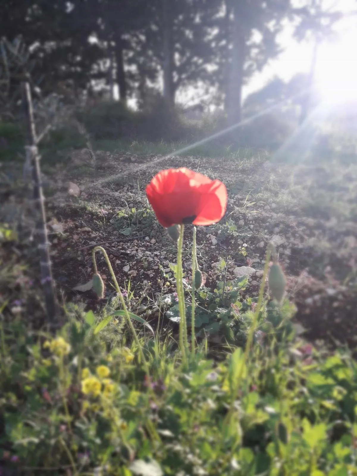 Other in Cabin In The View