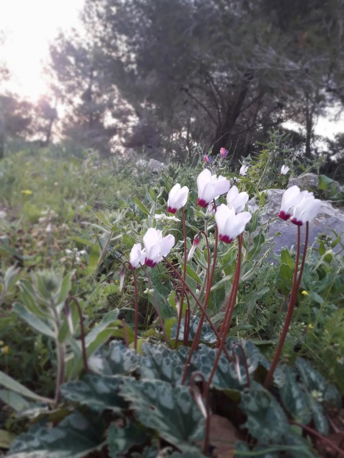 Location in Cabin In The View