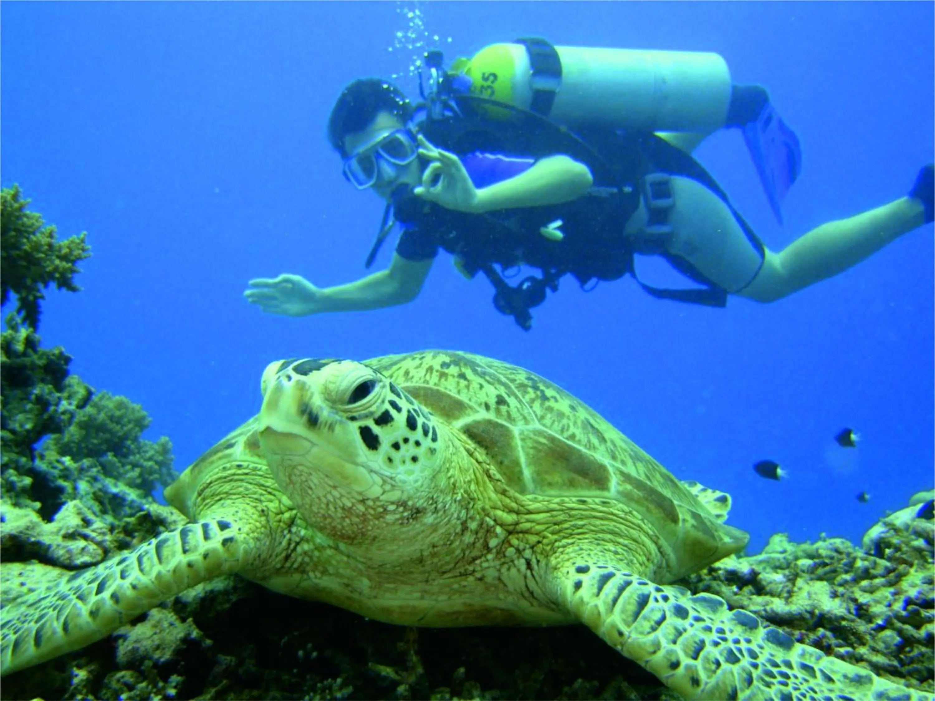 Diving in Arhontiko Hotel