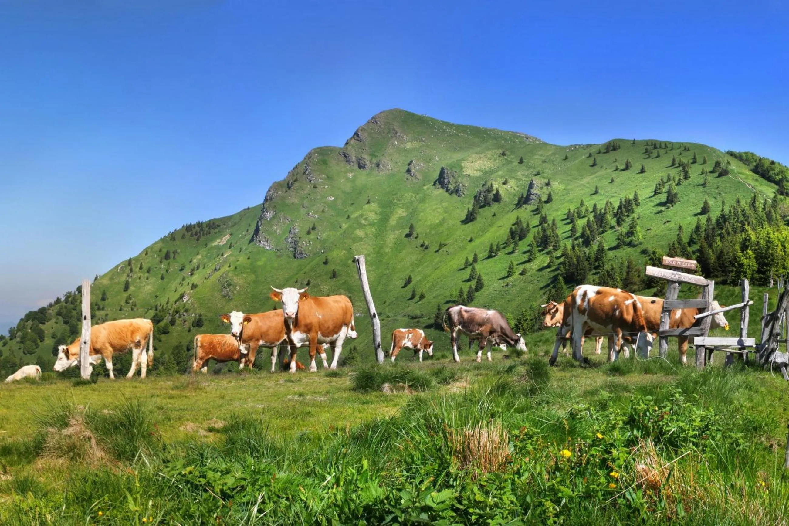 Alpska perla Apartments