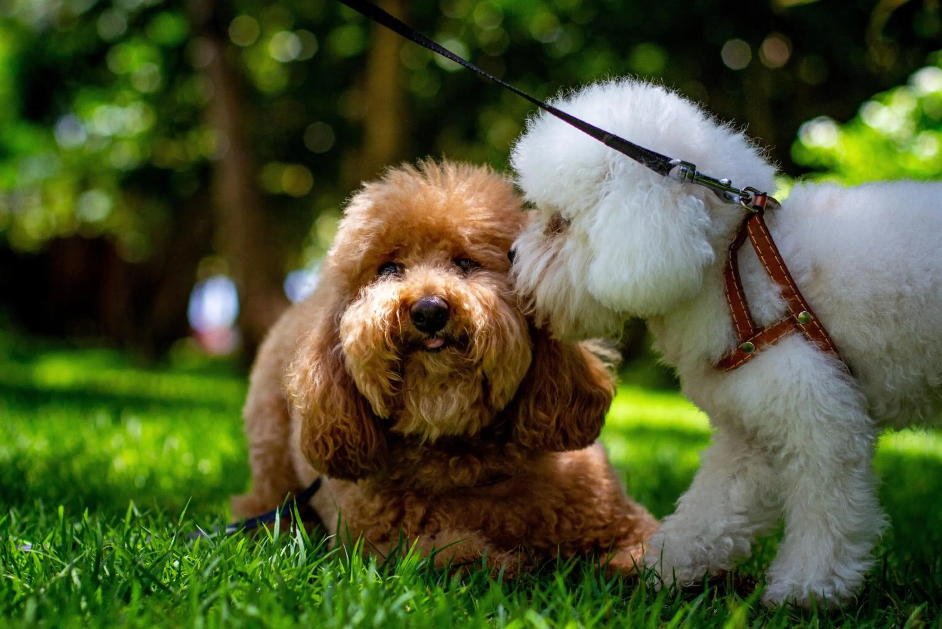 Pets in The Westin Porto de Galinhas All-Inclusive