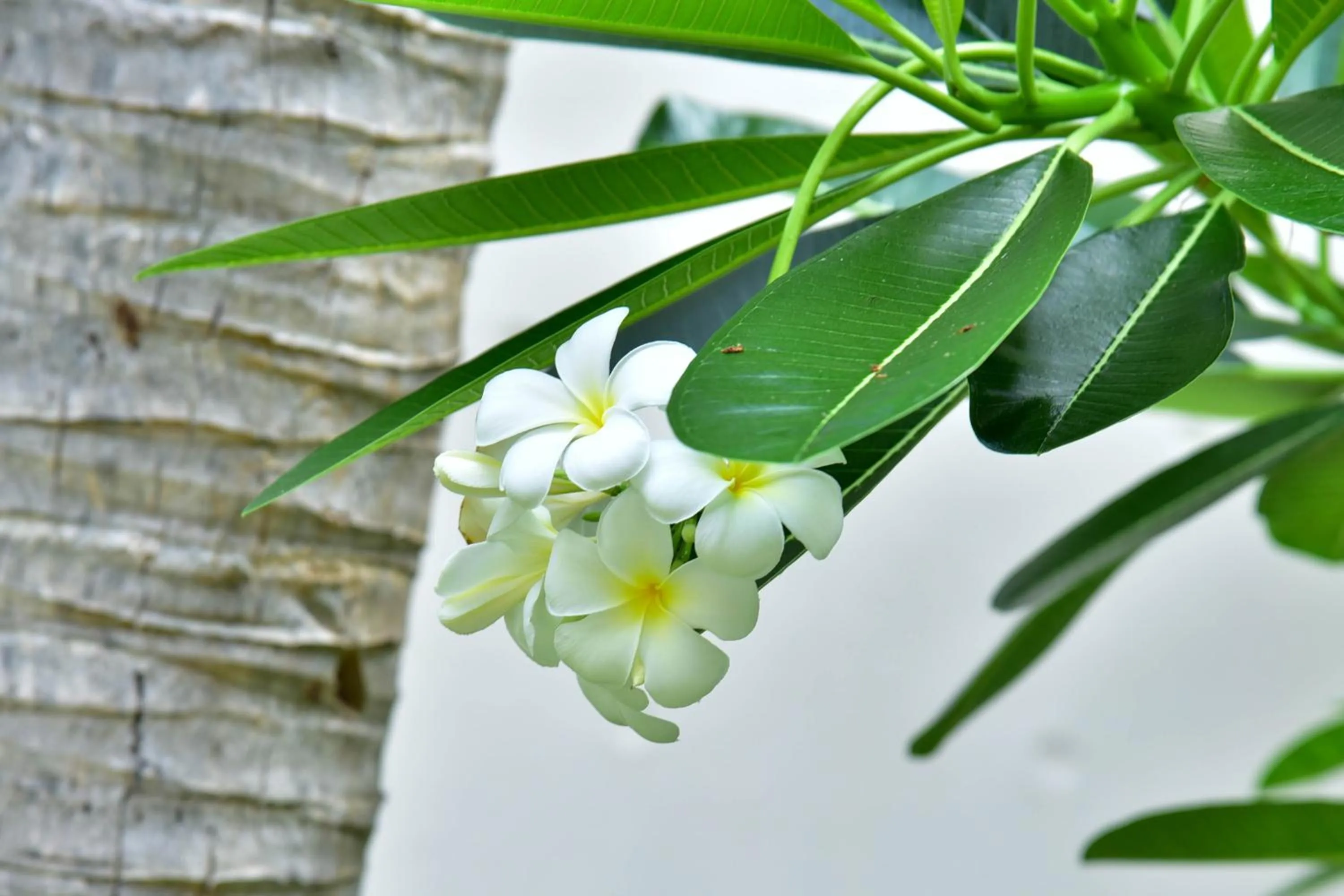 Garden in Tanaosri Resort Pranburi