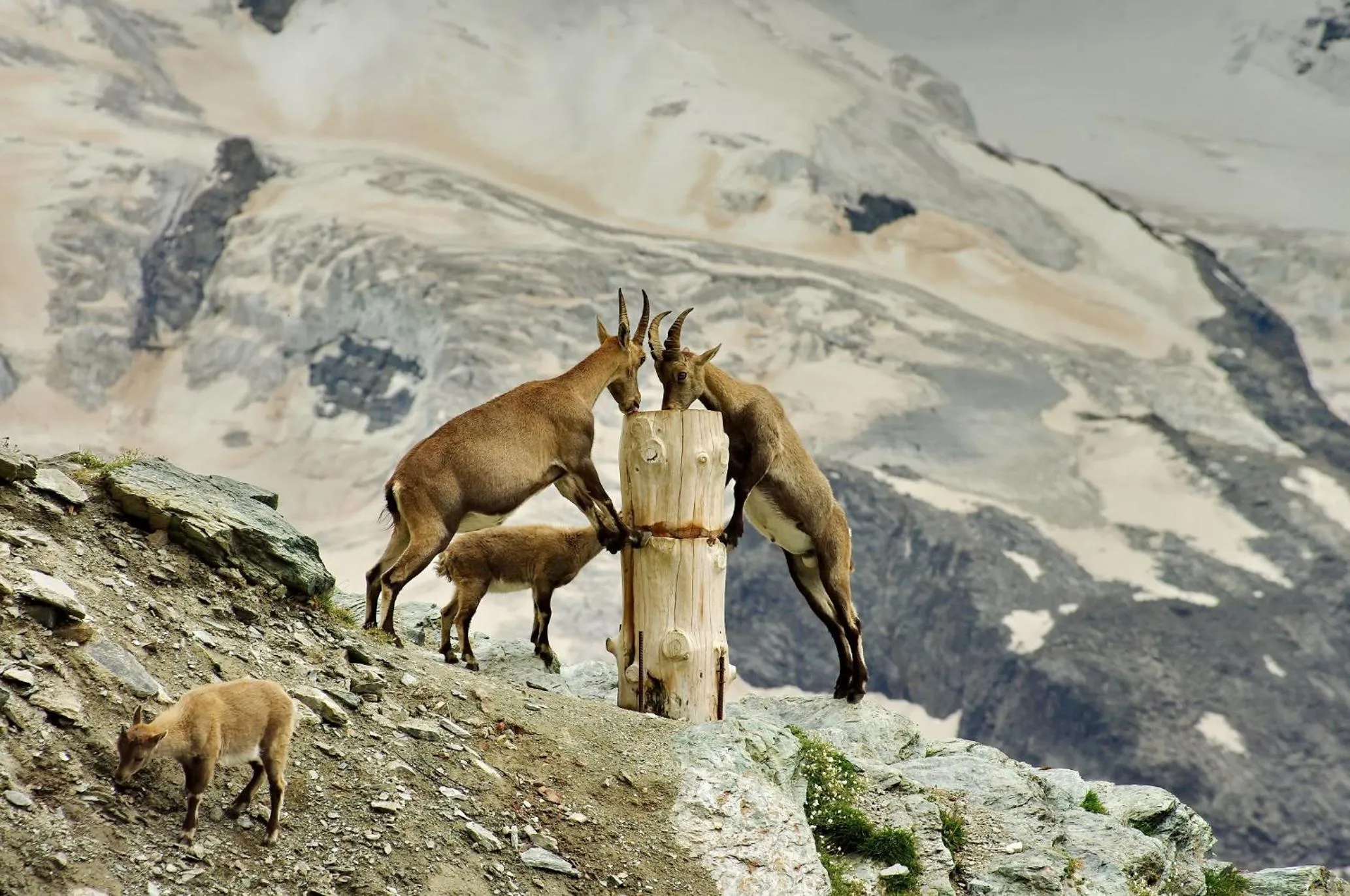 Natural landscape in 3100 Kulmhotel Gornergrat
