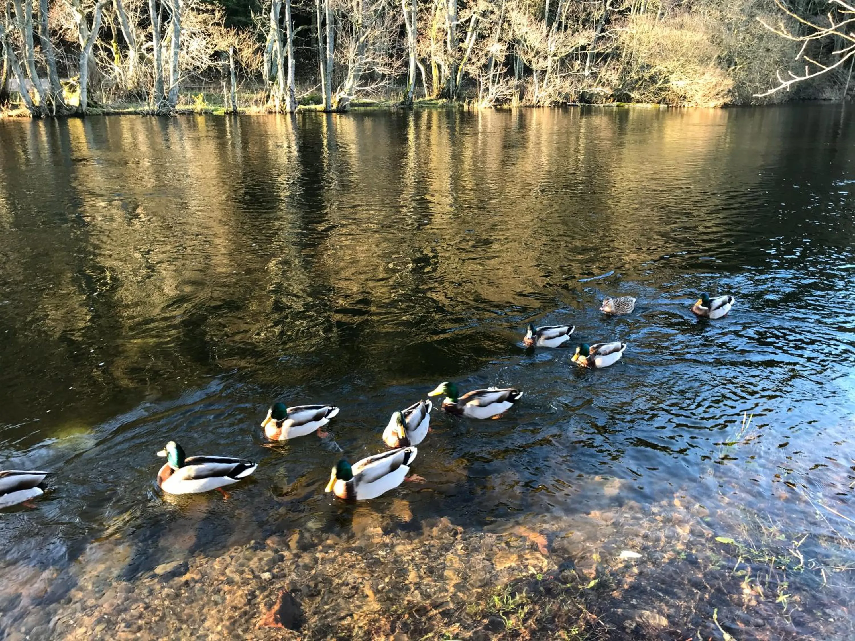 Animals in Waterfoot Park