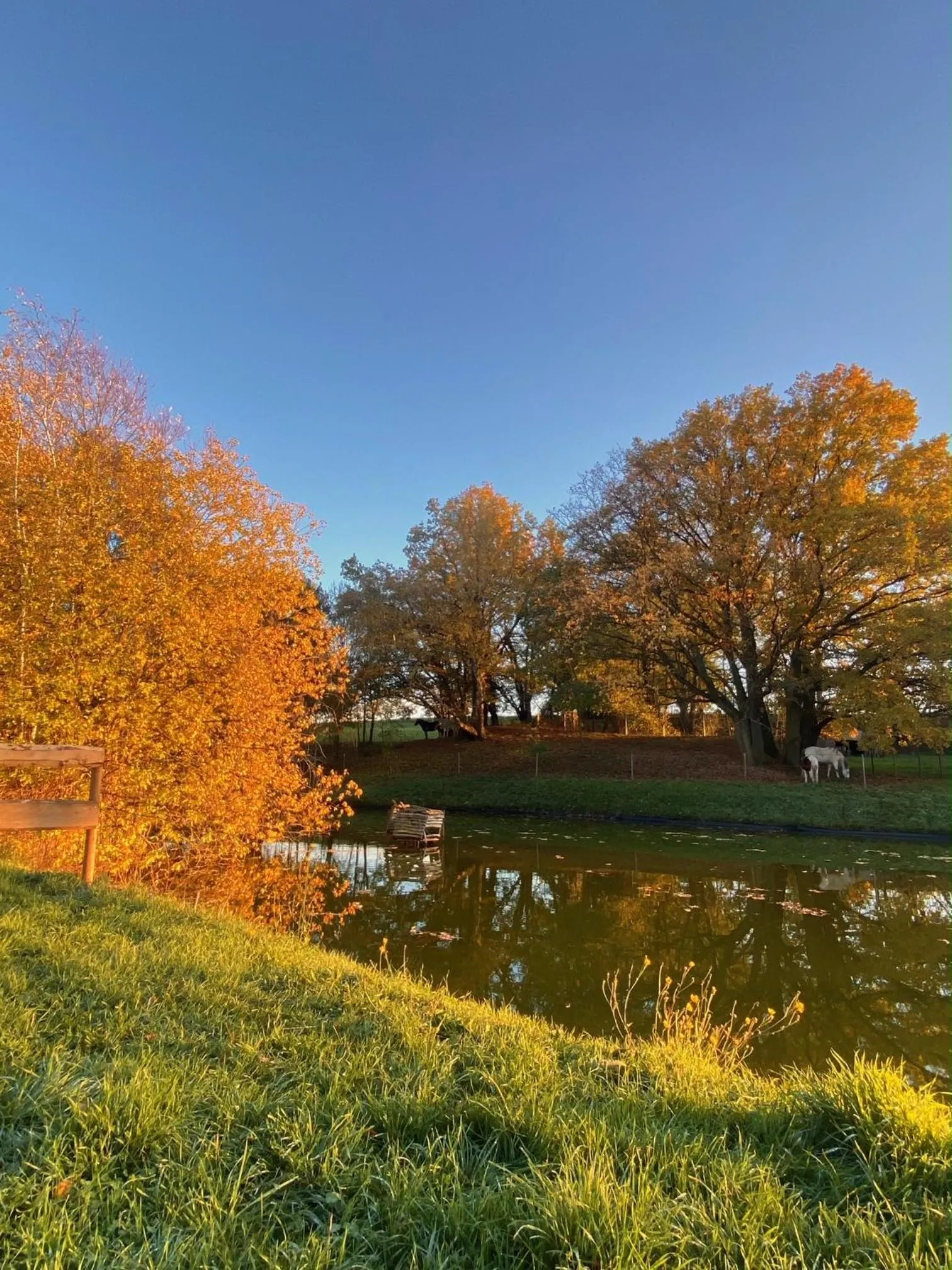 Garden in Vanilla Hof