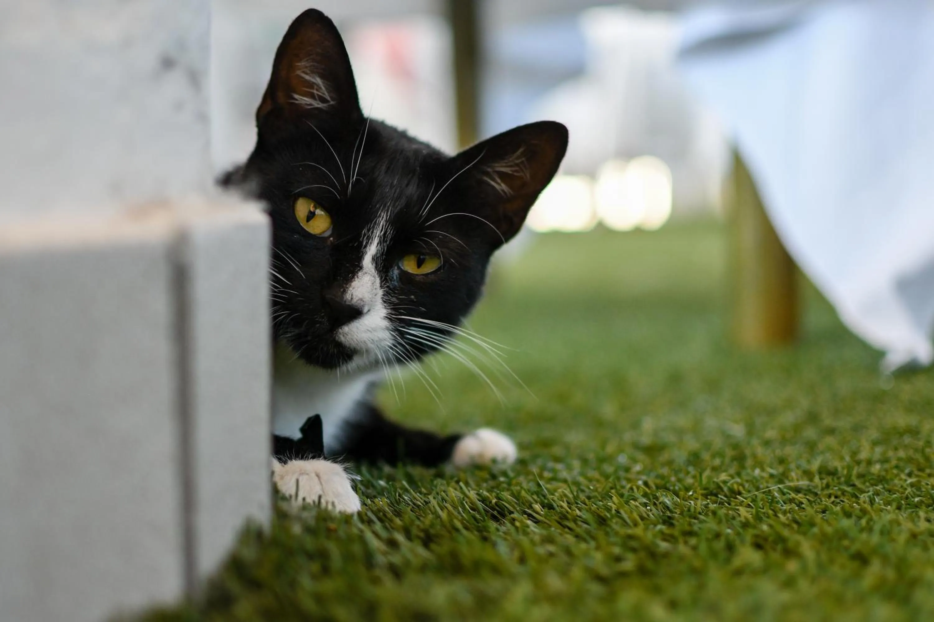 Animals in Hotel Baffo Rosso