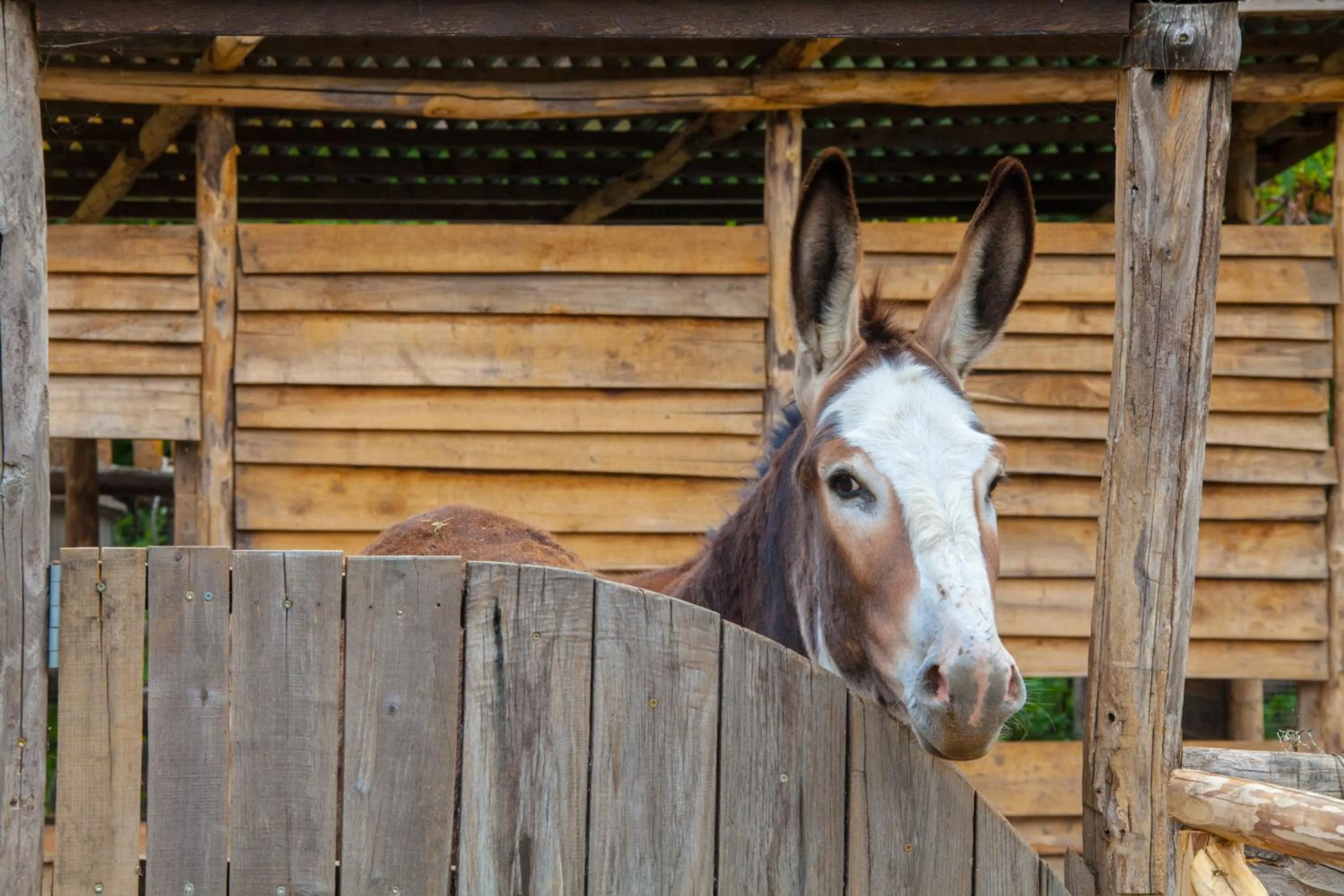 Pets in Agriturismo La Casa Del Ghiro