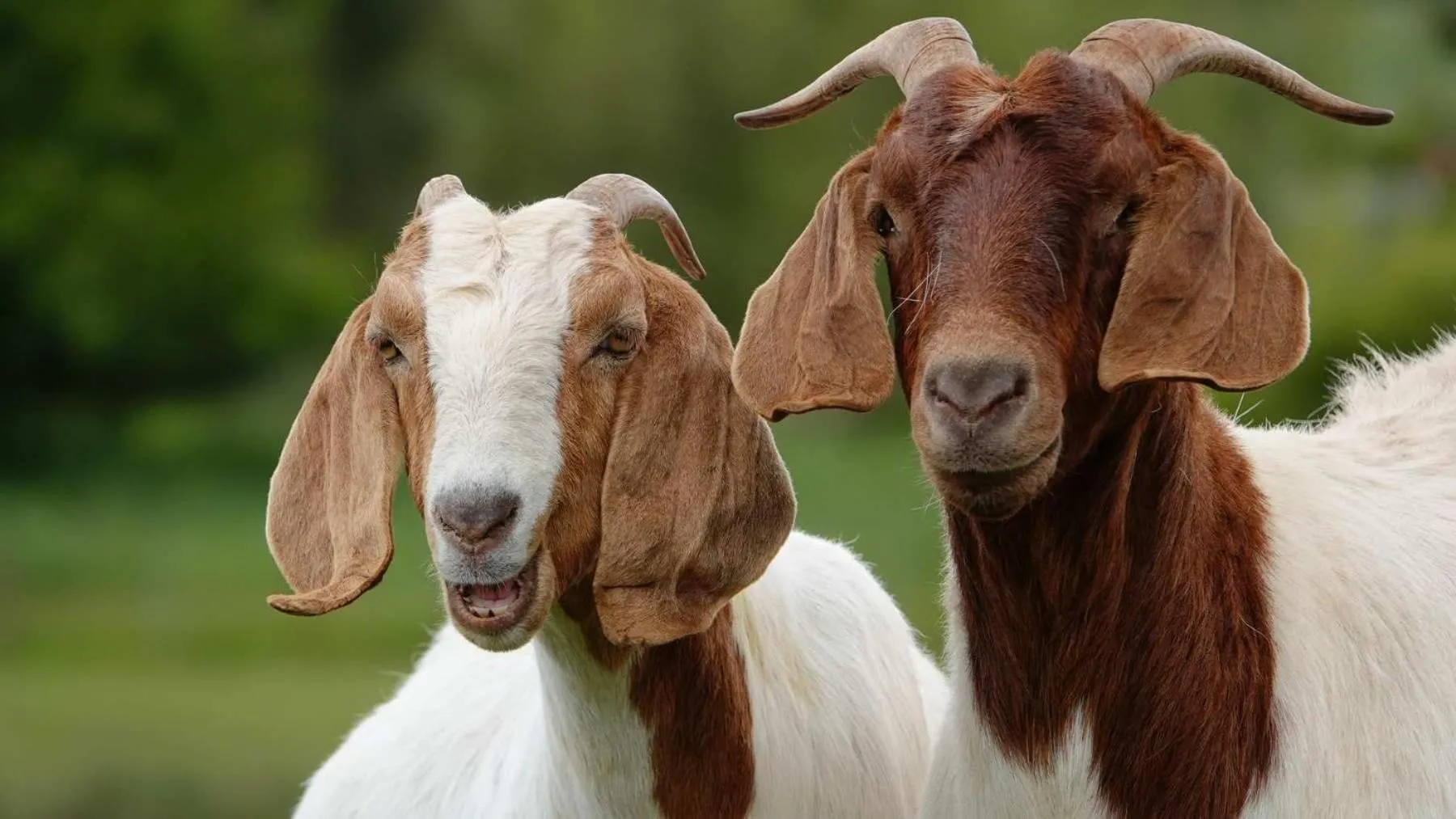 Animals in Glencoe Country Bed and Breakfast