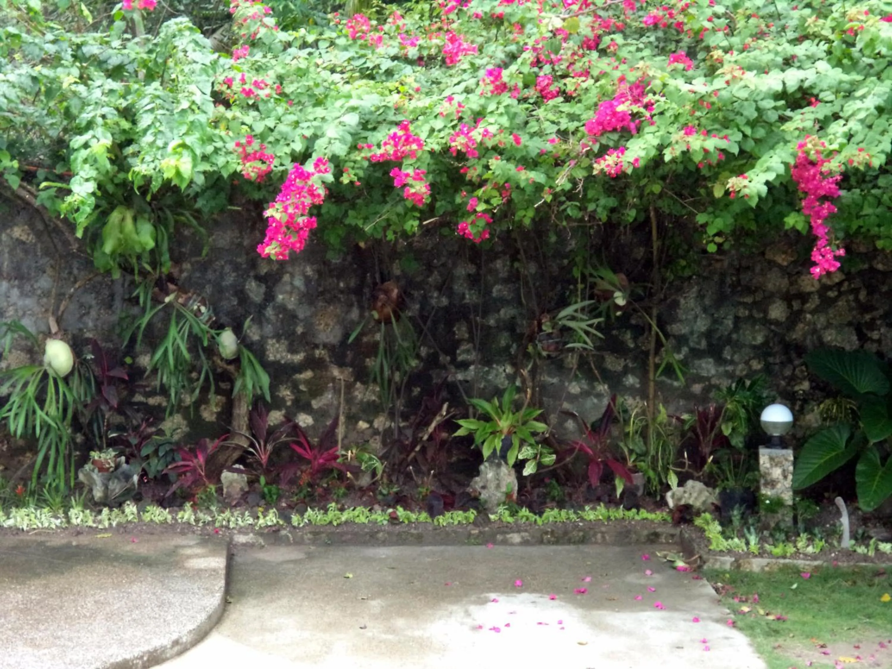 Garden in High Steps Pension