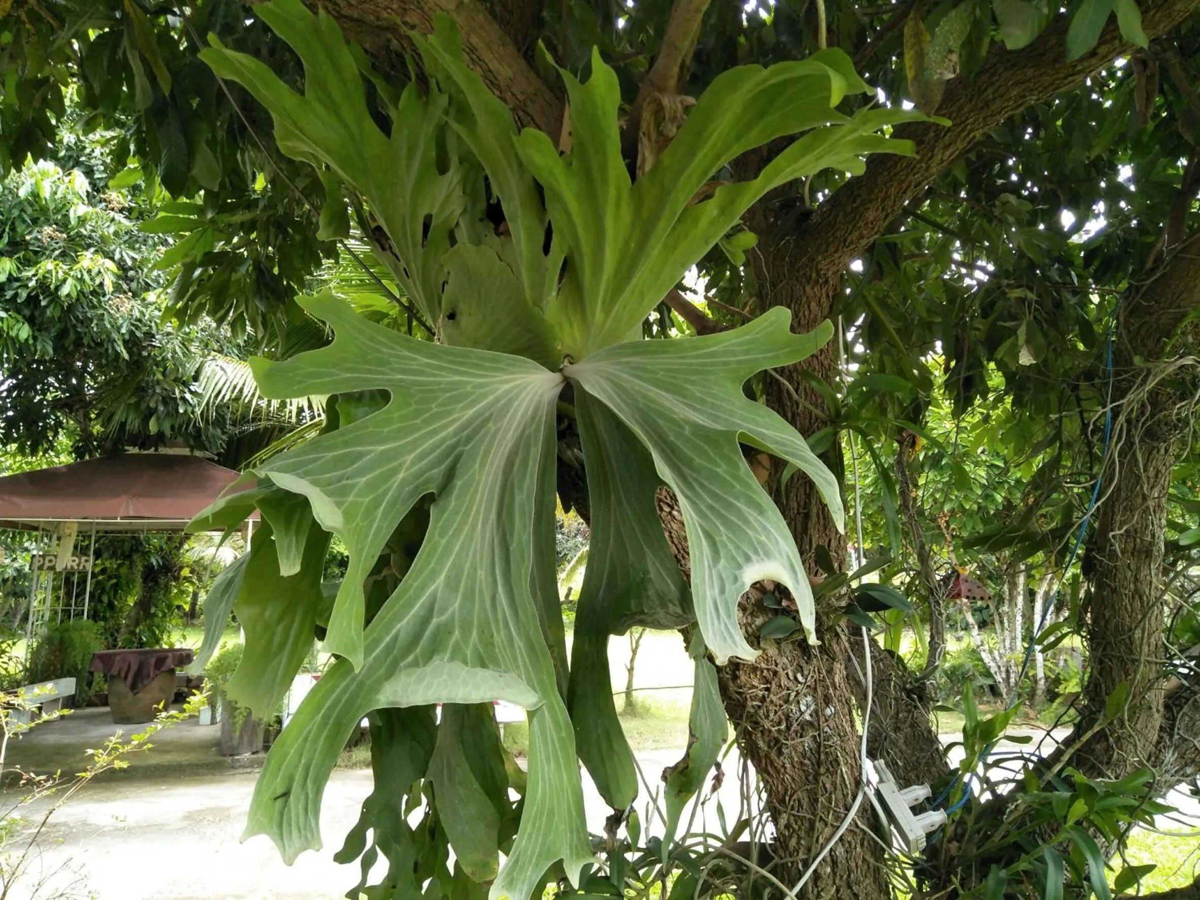 Other in Oui Kaew Homestay