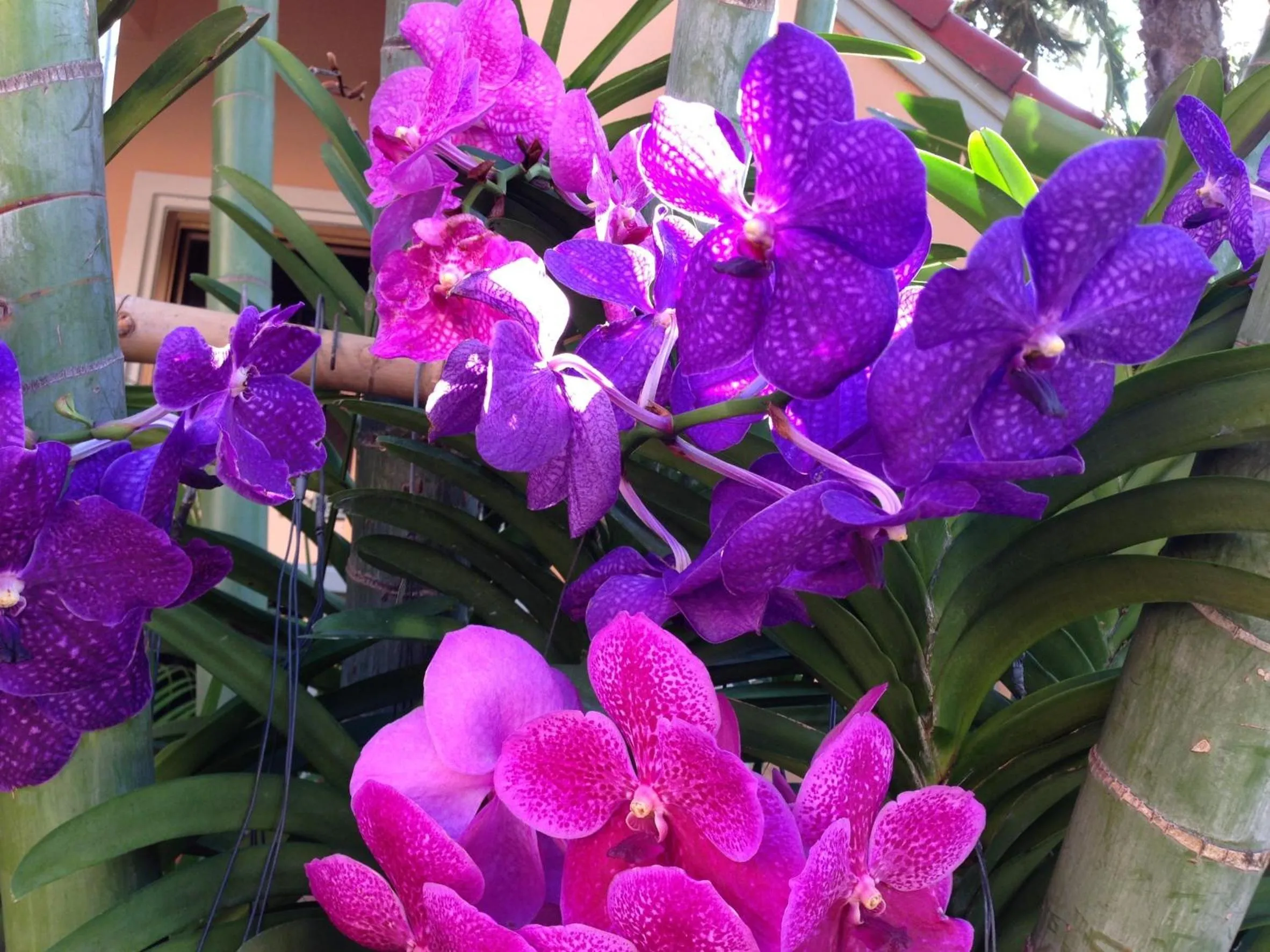 Garden in Anantasila Beach Resort Hua Hin