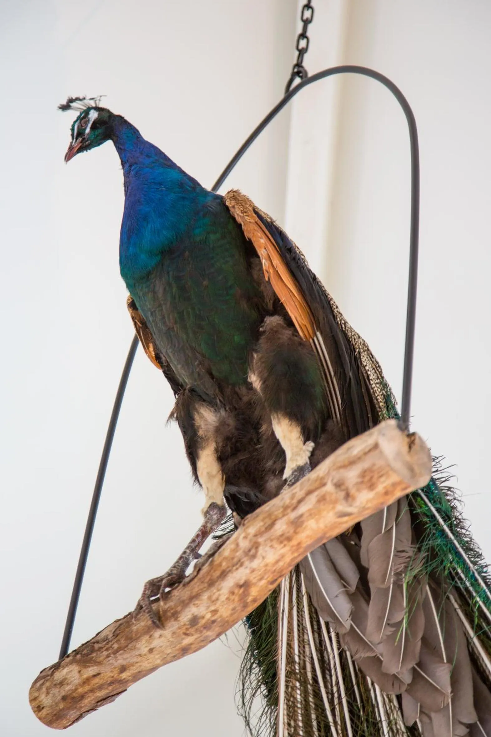 Decorative detail in De Verloren Sinjoor