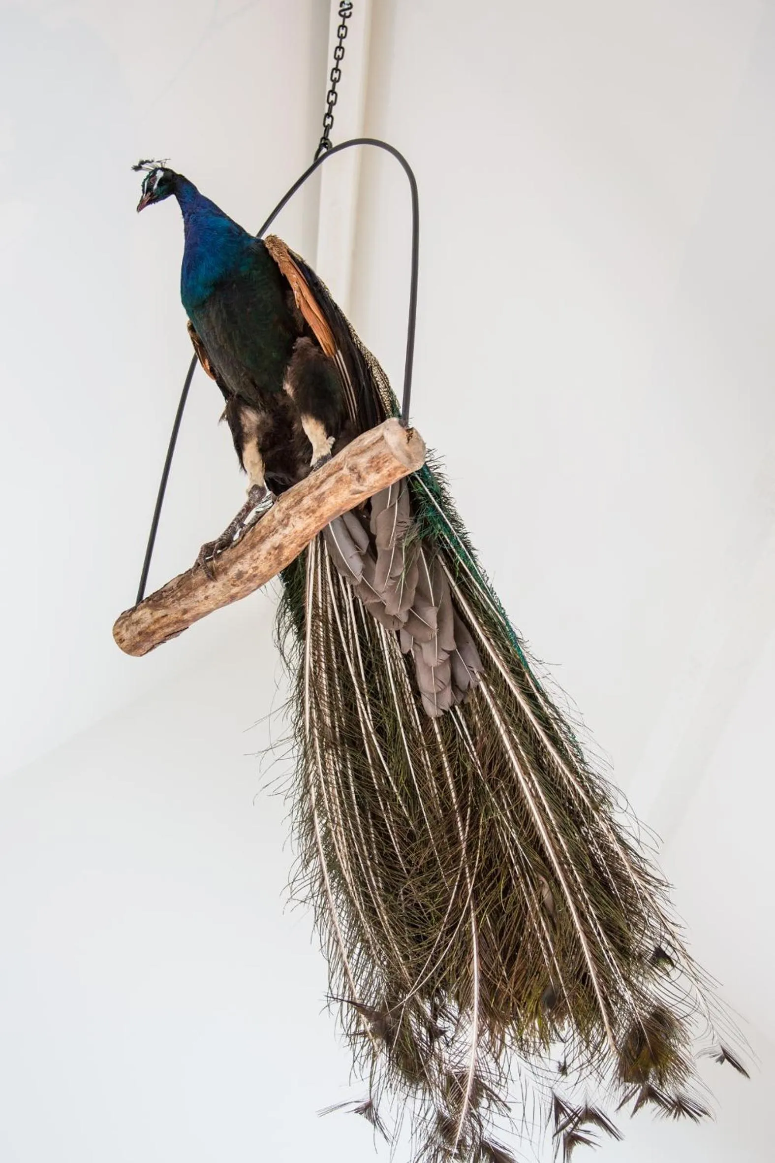 Decorative detail in De Verloren Sinjoor