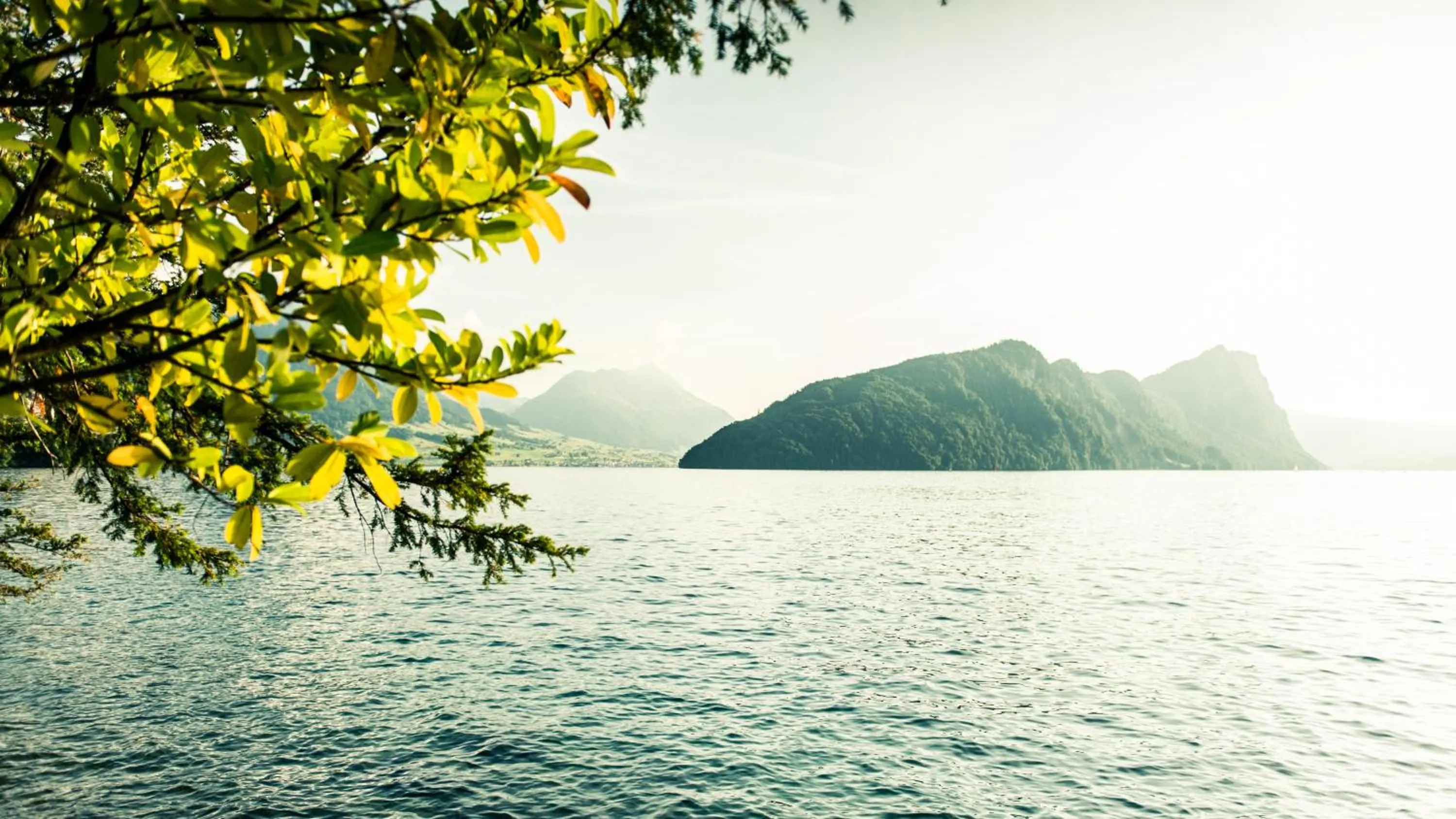 Garden in Hotel Vitznauerhof - Lifestyle Hideaway at Lake Lucerne