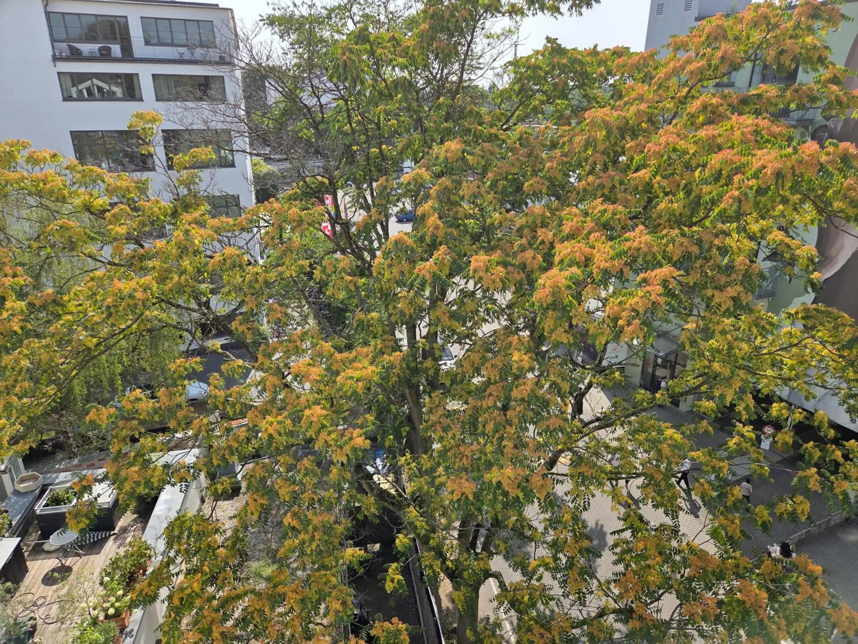 Garden view in CityPark Hotel