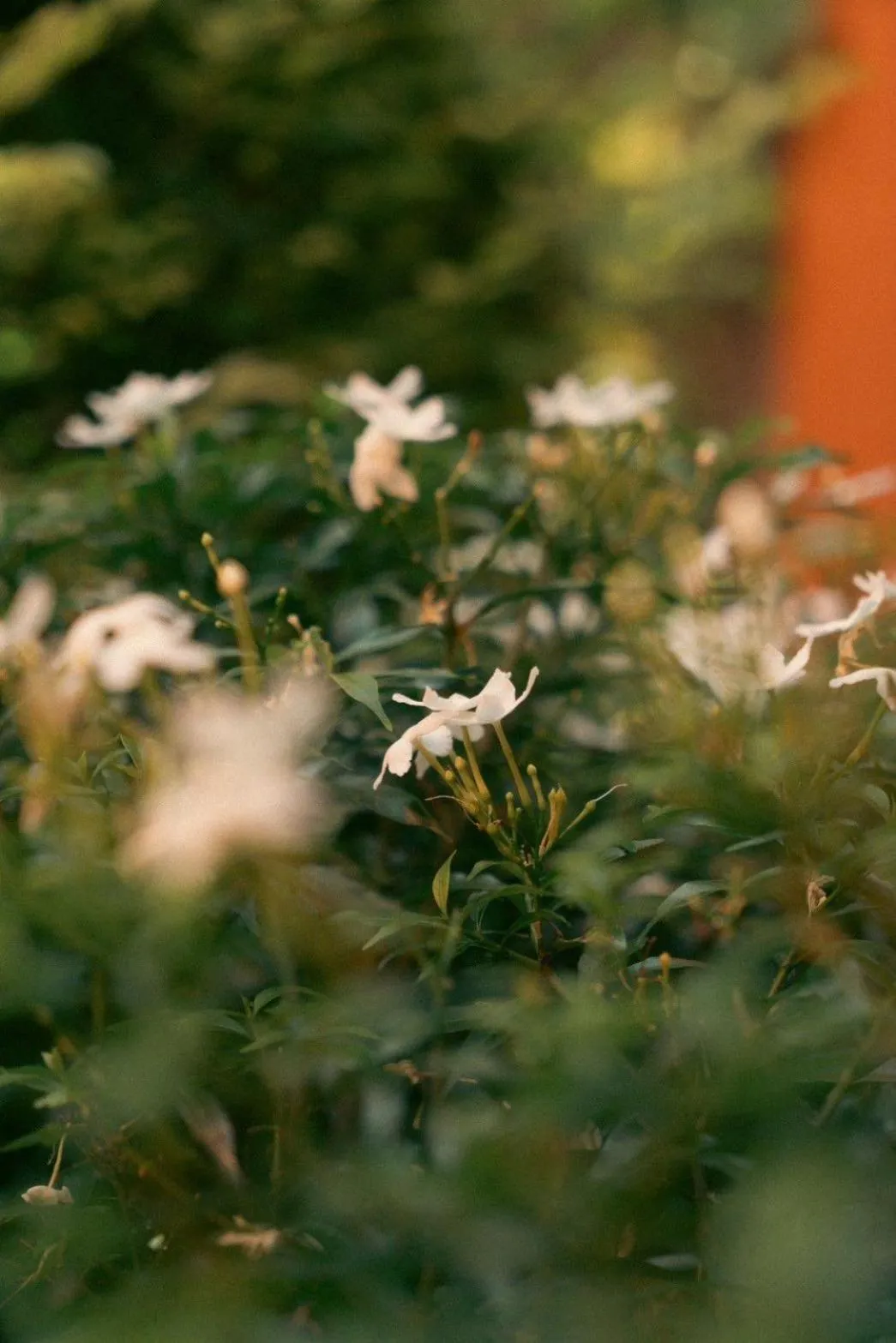 Inner courtyard view in Baansuanprannok Hotel