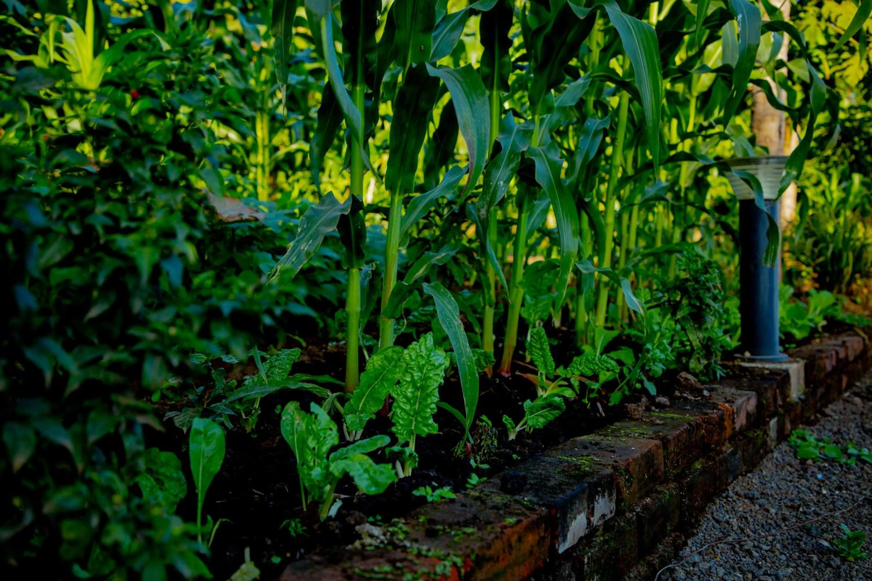 Masailand Safari Lodge