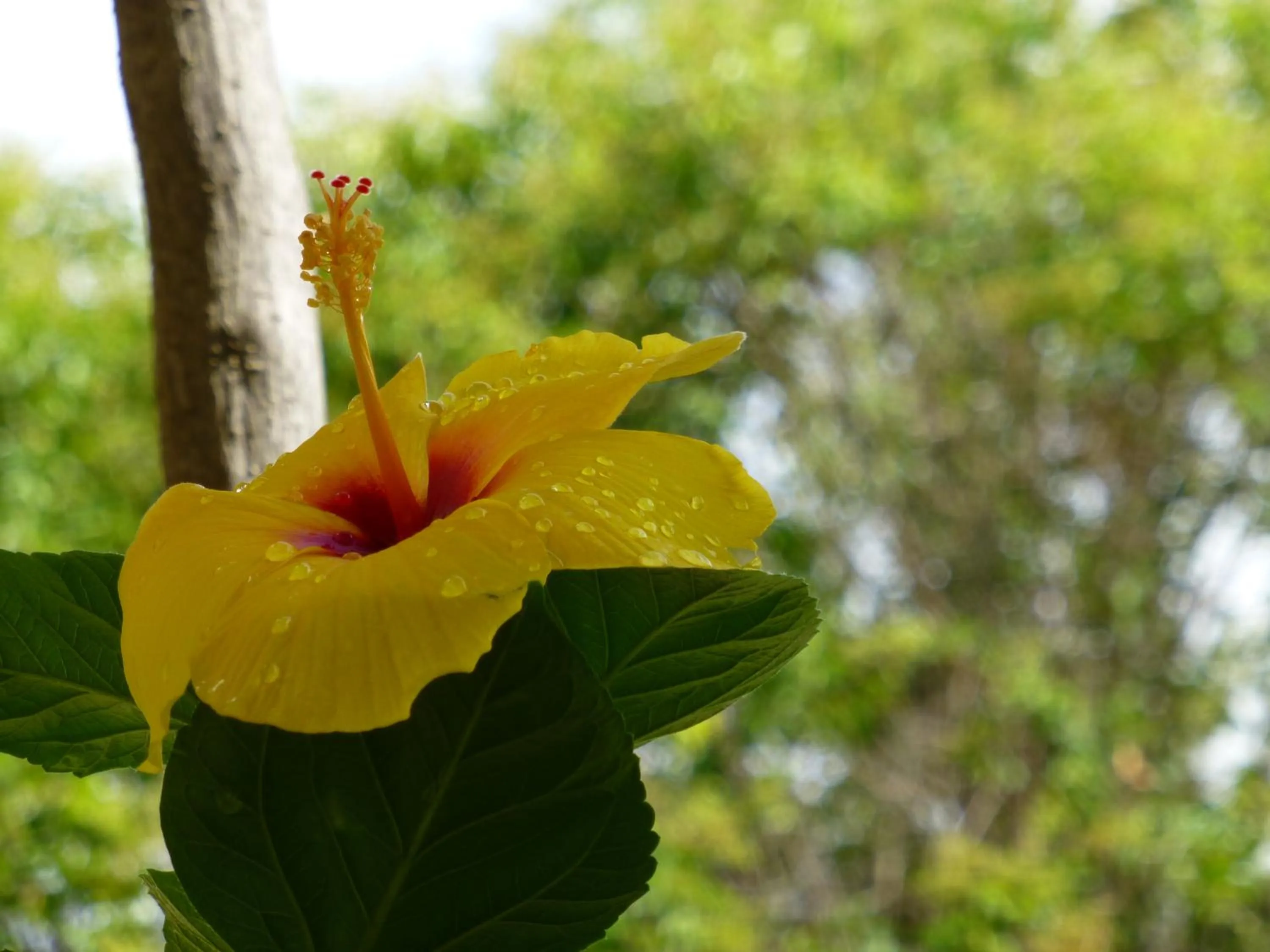 Decorative detail in The Salvia - Adults Only