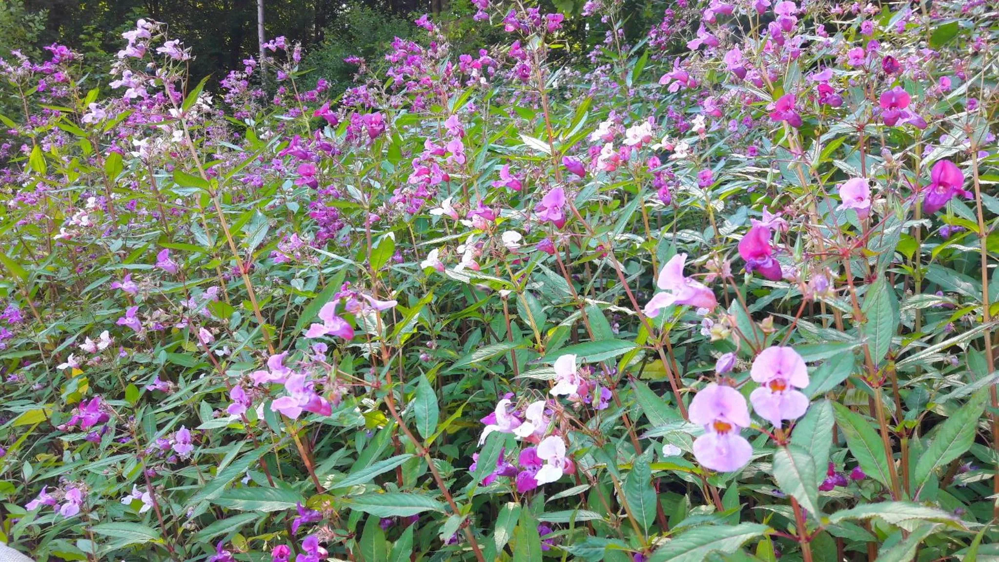 Nearby landmark in Nashira Kurpark Hotel