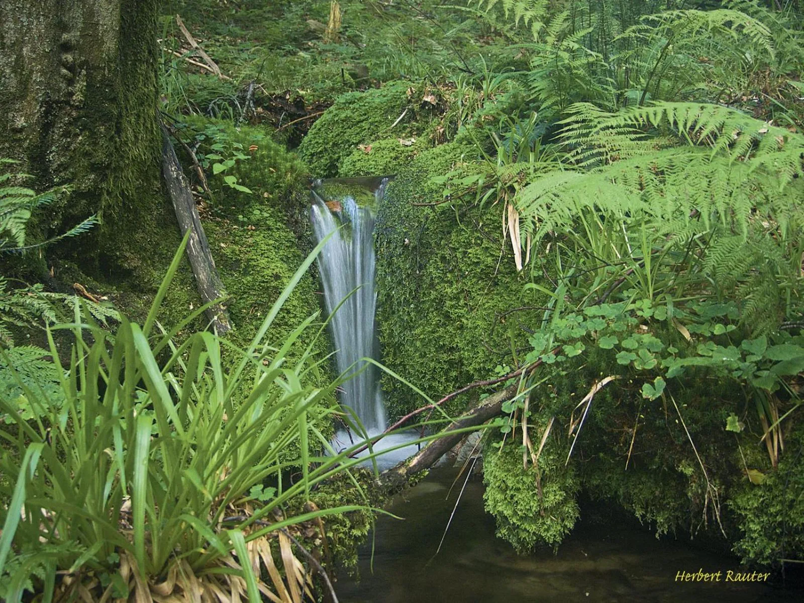 Natural landscape in Nashira Kurpark Hotel