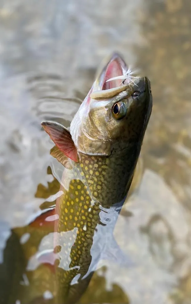 Fishing in Hotel Gasthof Markterwirt