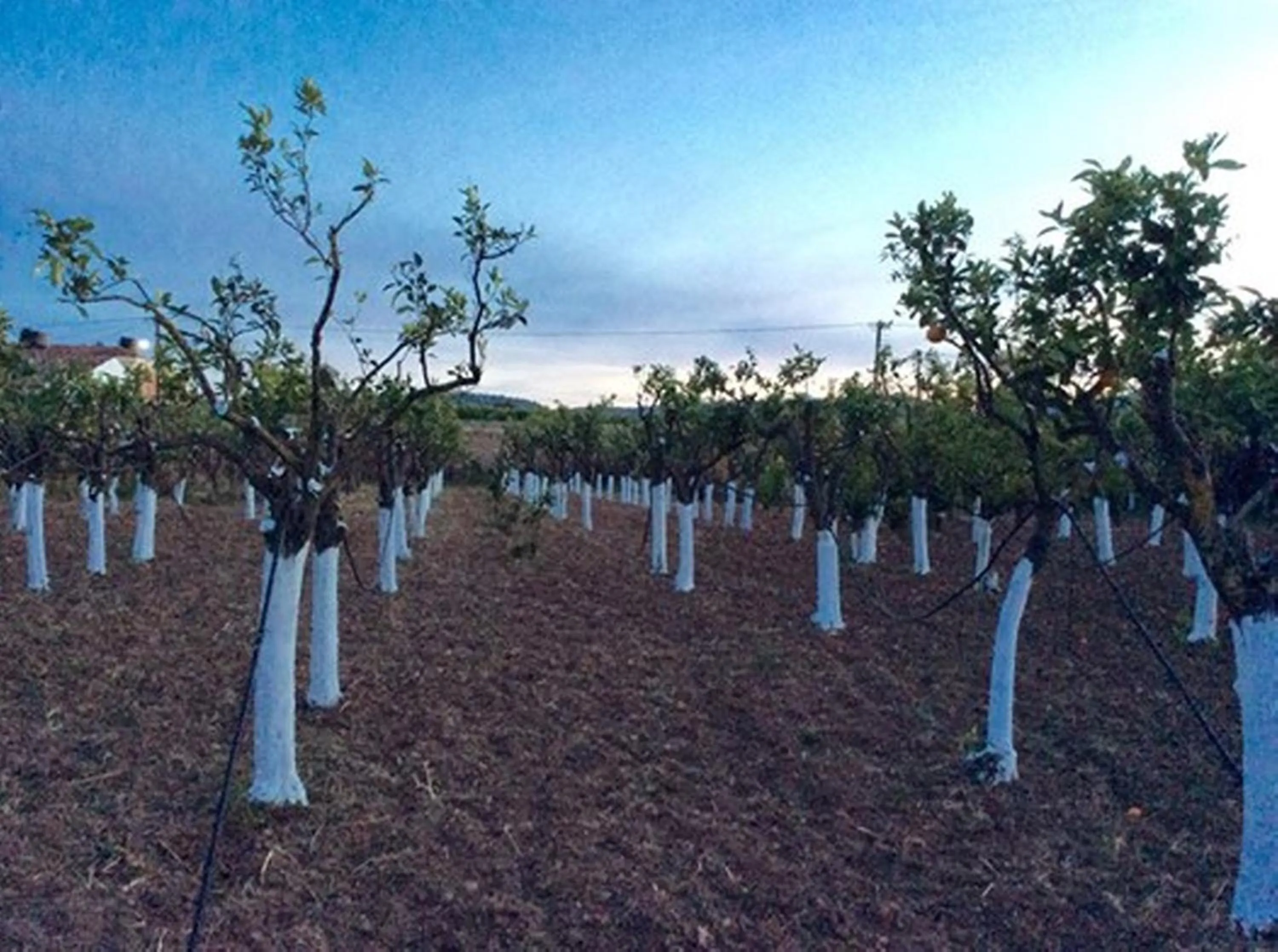 Garden in Voulamandis House