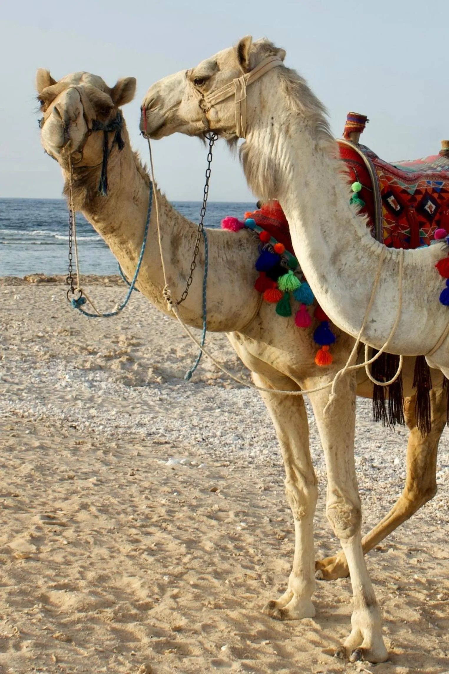 Horse-riding in Radisson Blu Resort El Quseir
