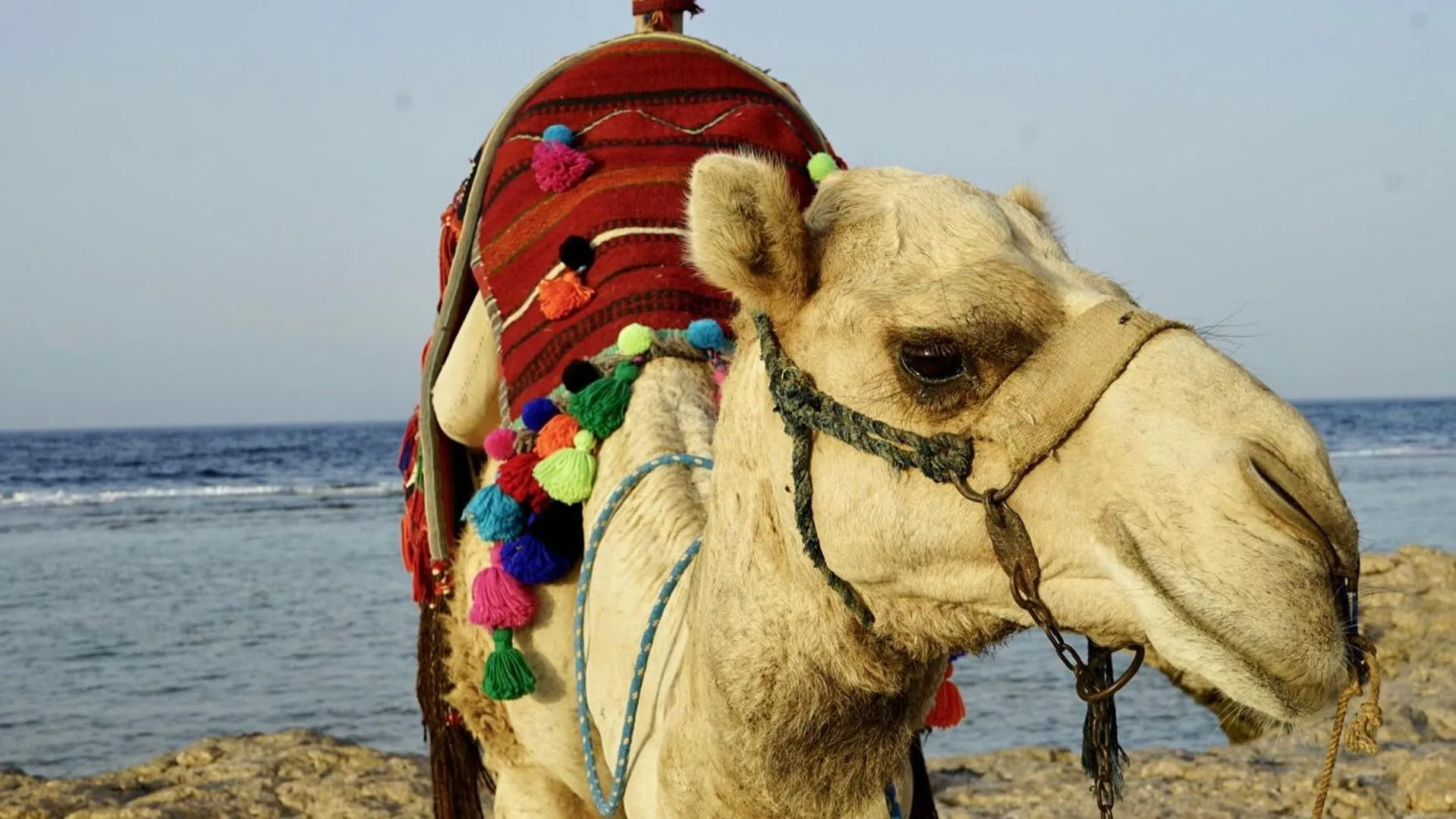 Horse-riding in Radisson Blu Resort El Quseir