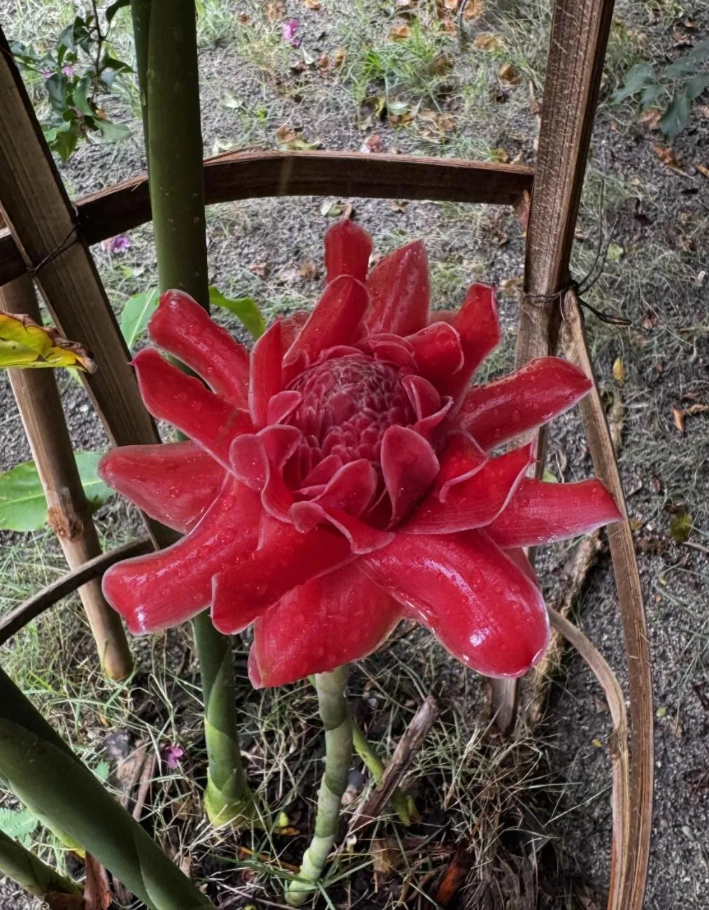 Garden in SeaEsta Beach