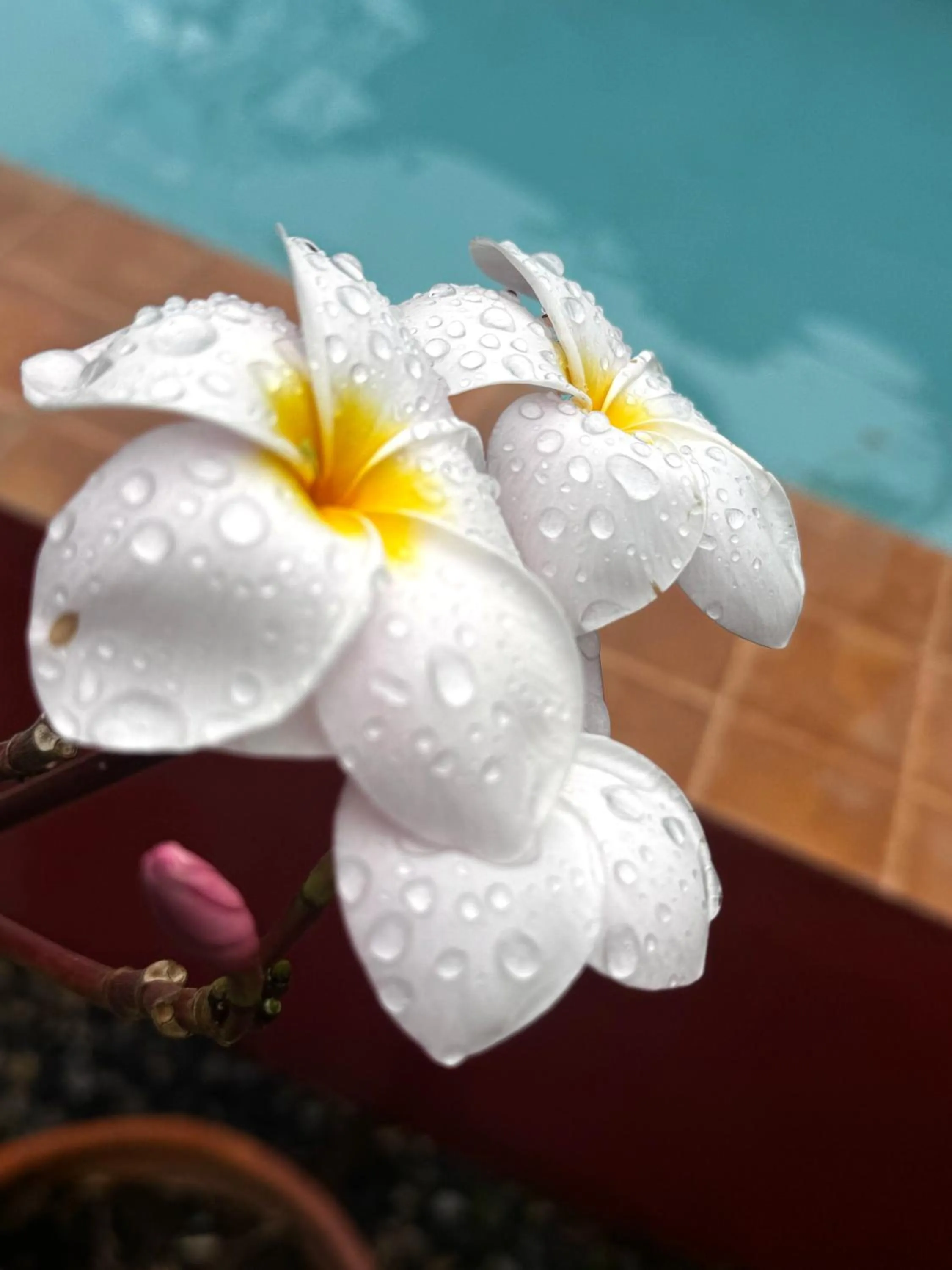Garden in SeaEsta Beach