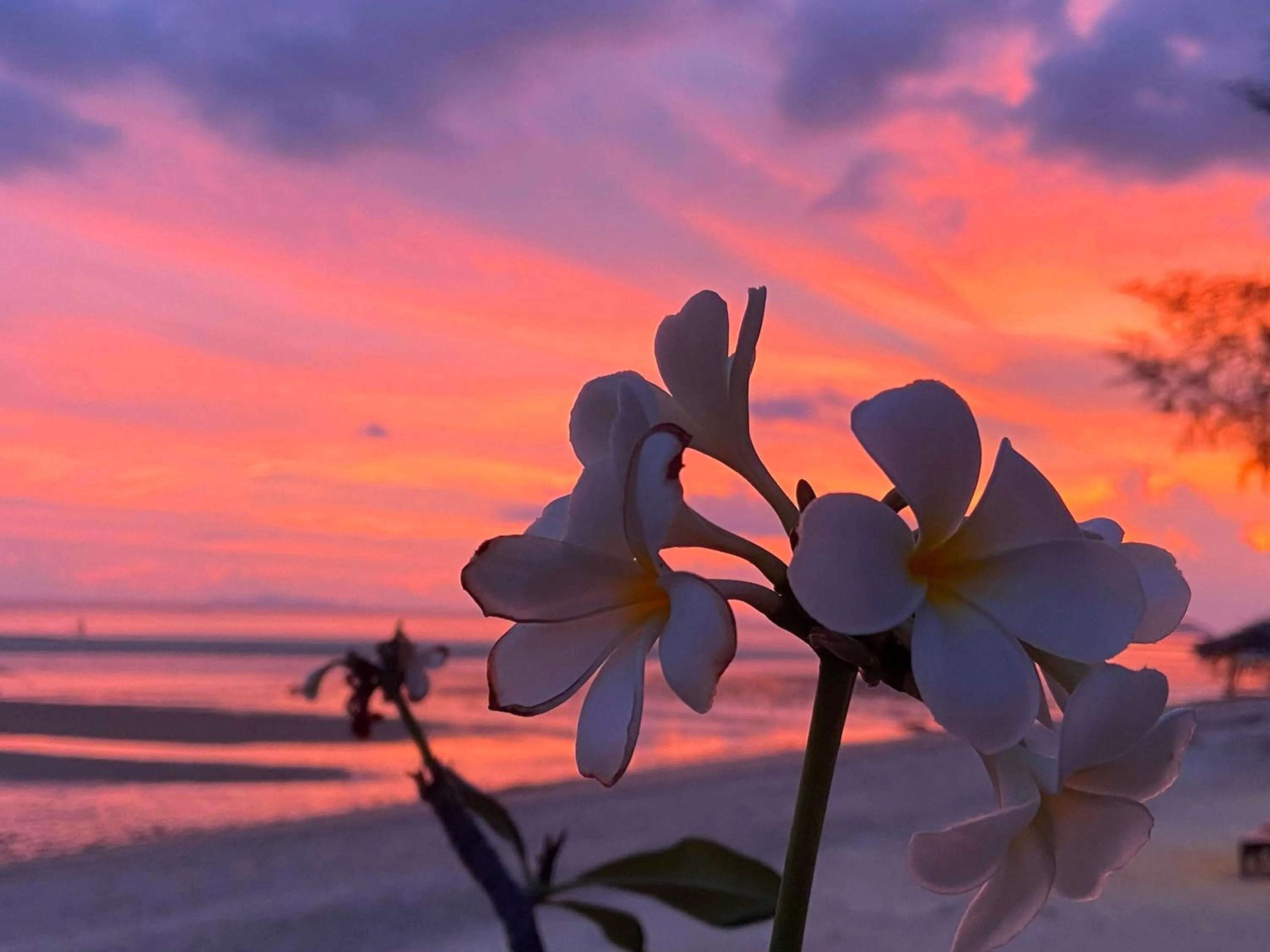Natural landscape in SeaEsta Beach