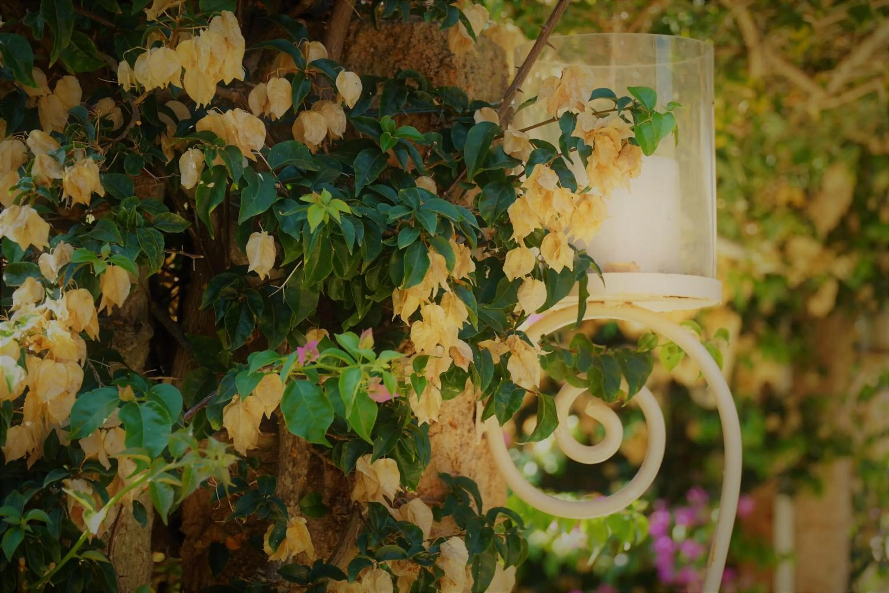 Agroturismo Finca Sa Tanca