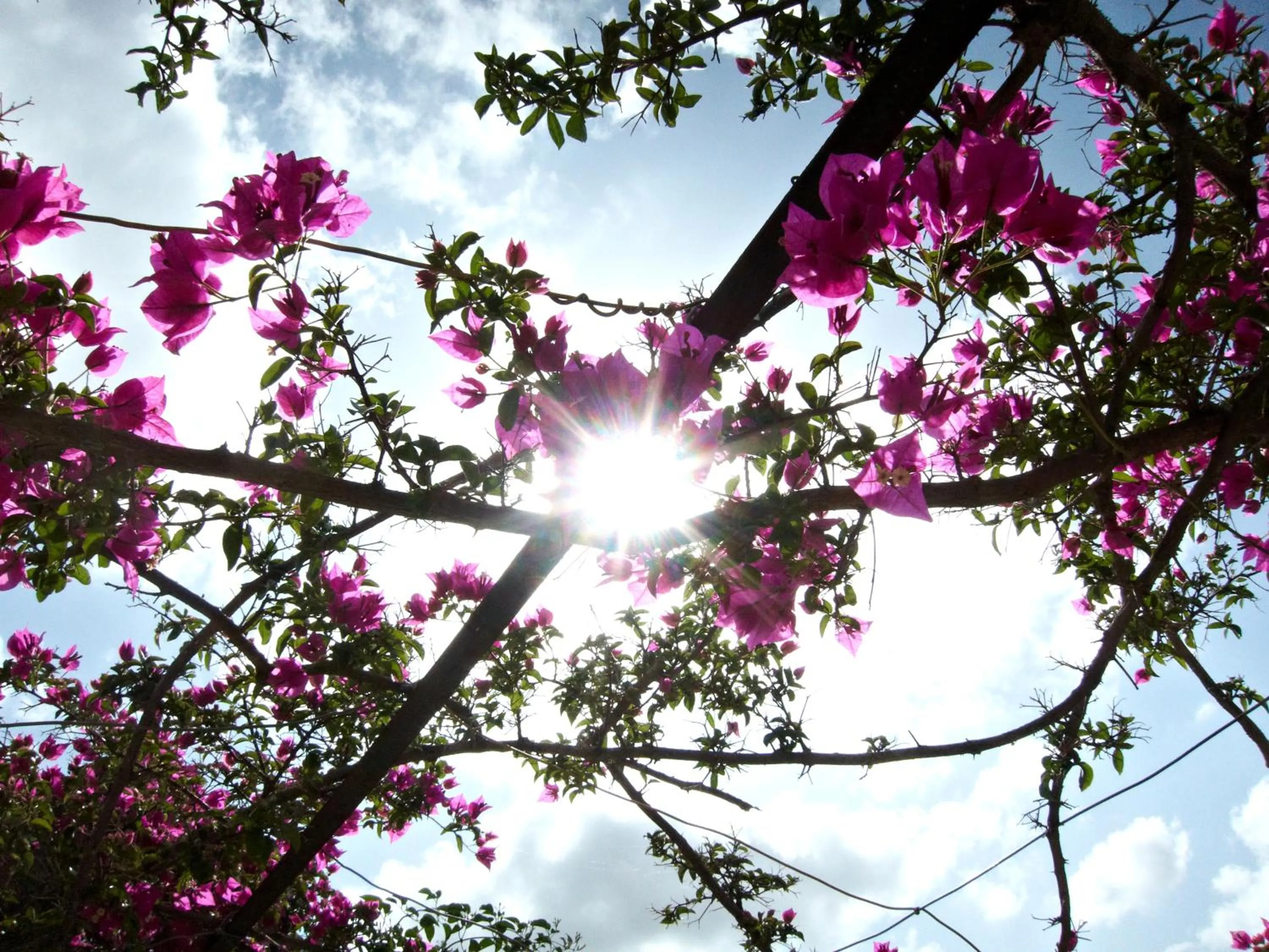 Garden in Agroturismo Finca Sa Tanca
