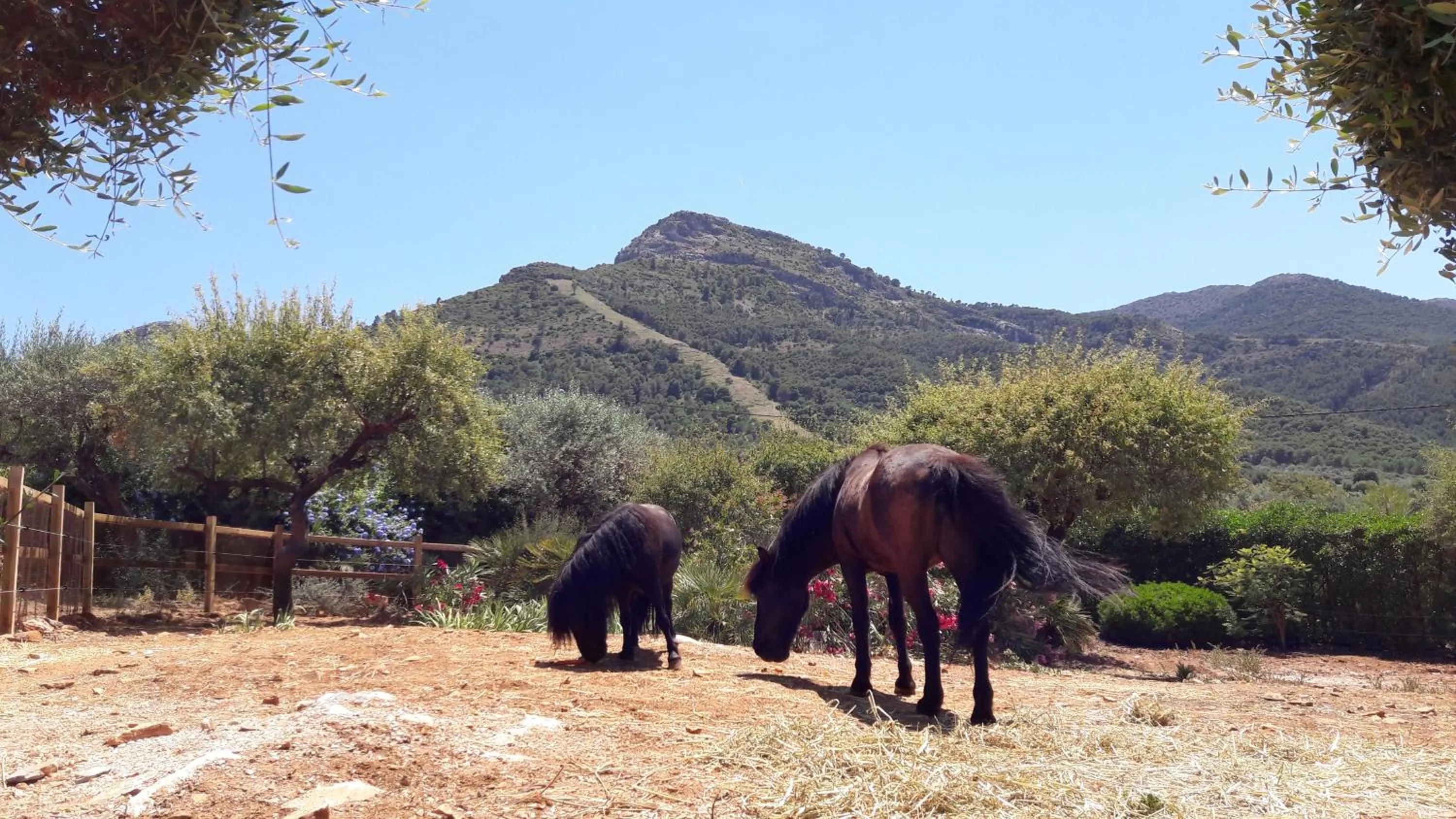 Garden in Finca Roca Vista, adults only
