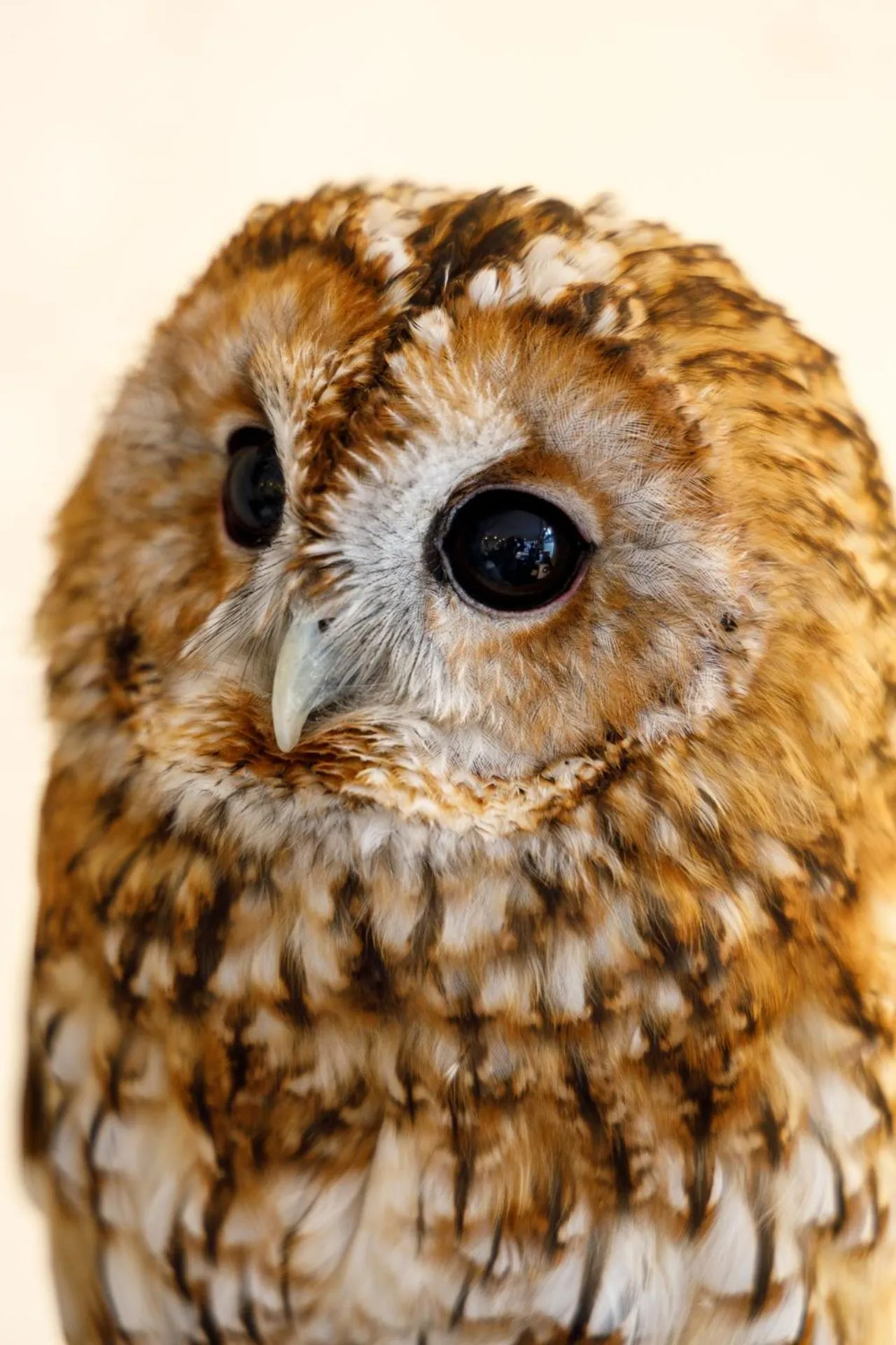 Pets in Hotel Owl Tokyo Nippori