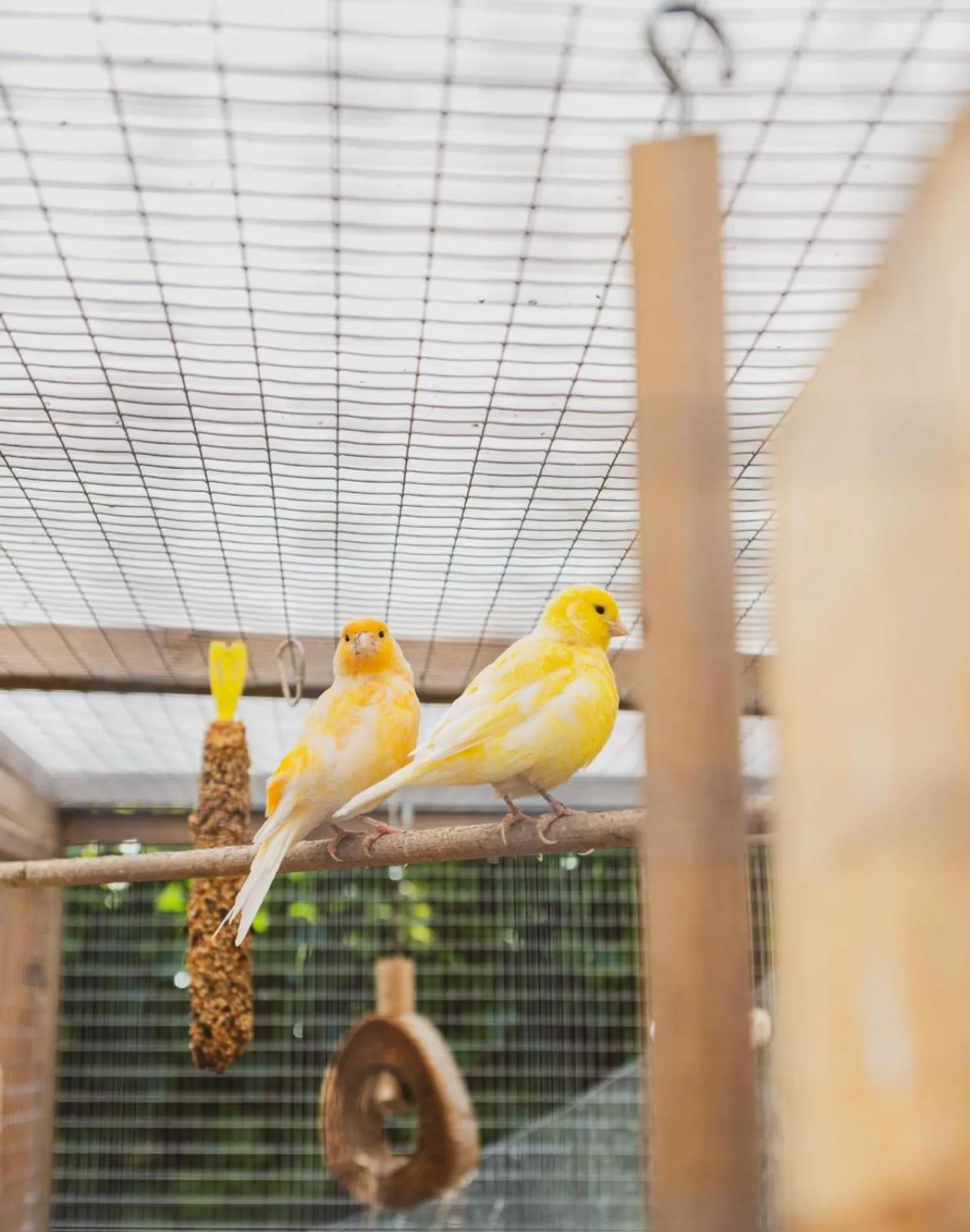 Animals in The Stag Hotel, Restaurant and Bar