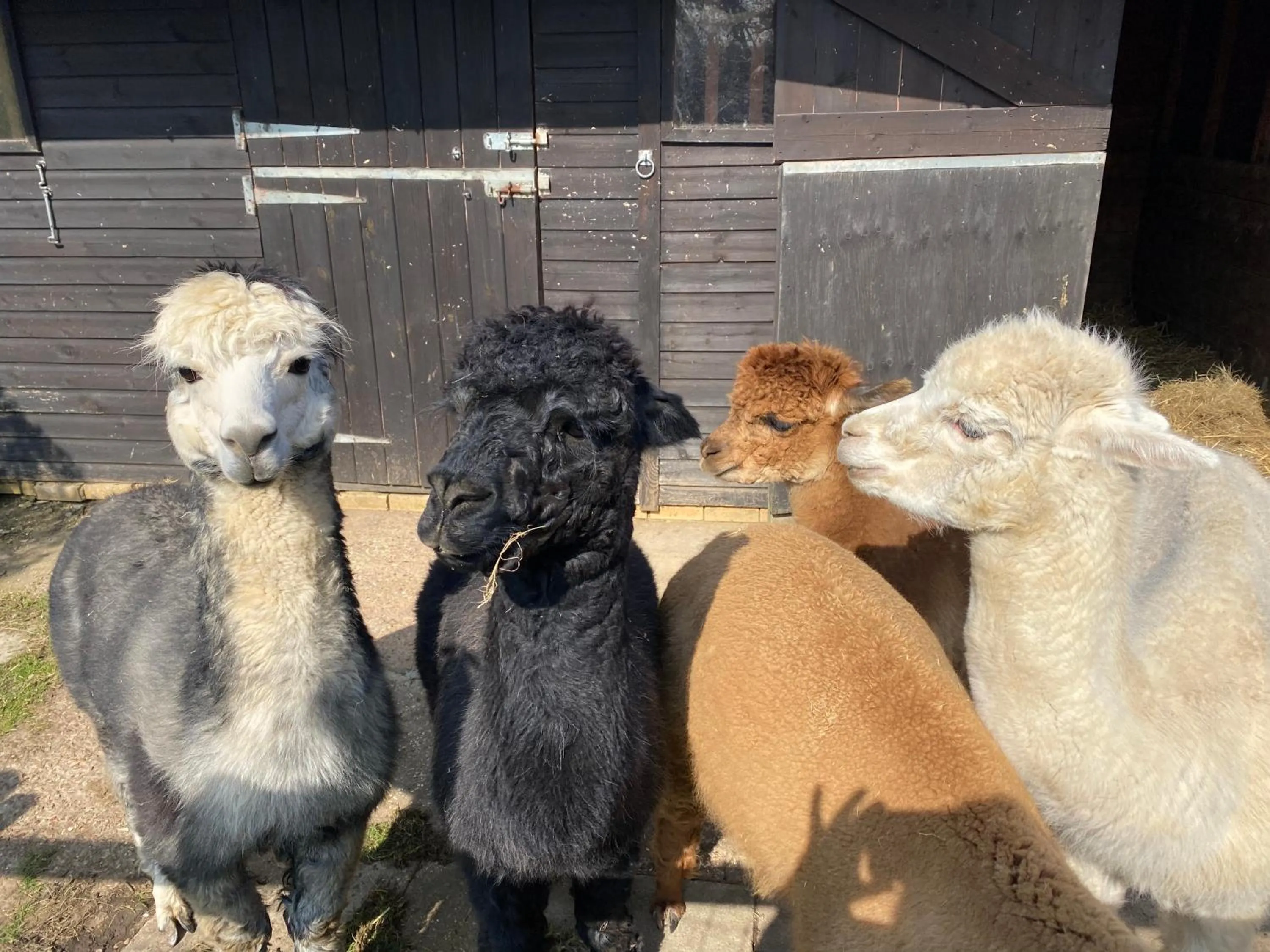 Animals in The Secret Cottage & Hideaway Caravan