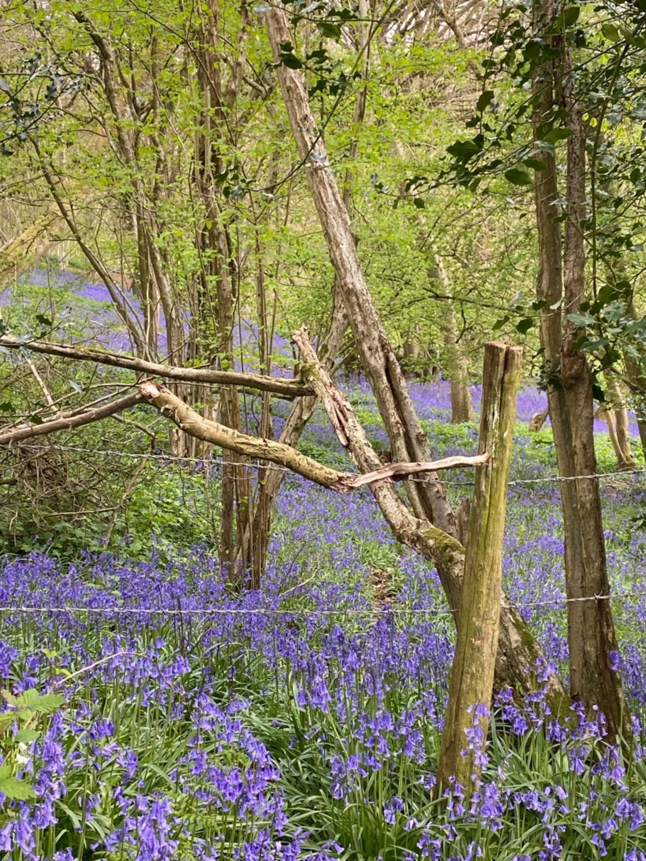 The Secret Cottage & Hideaway Caravan