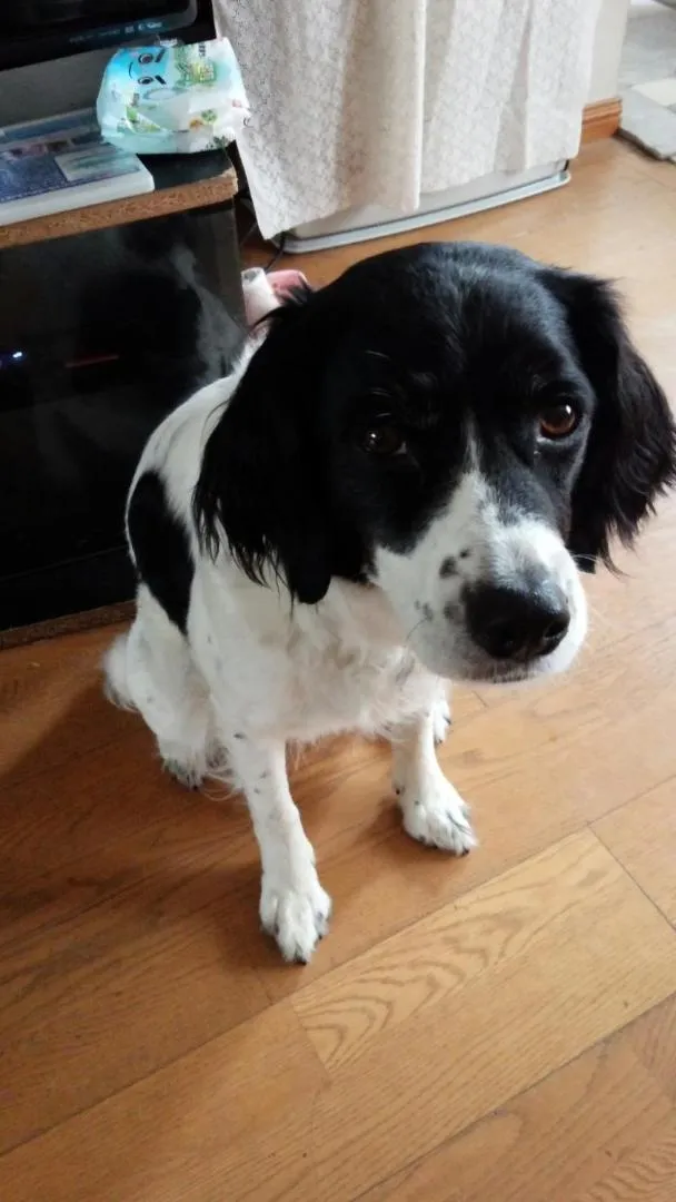 Pets in Kakunodate Guesthouse Fuga