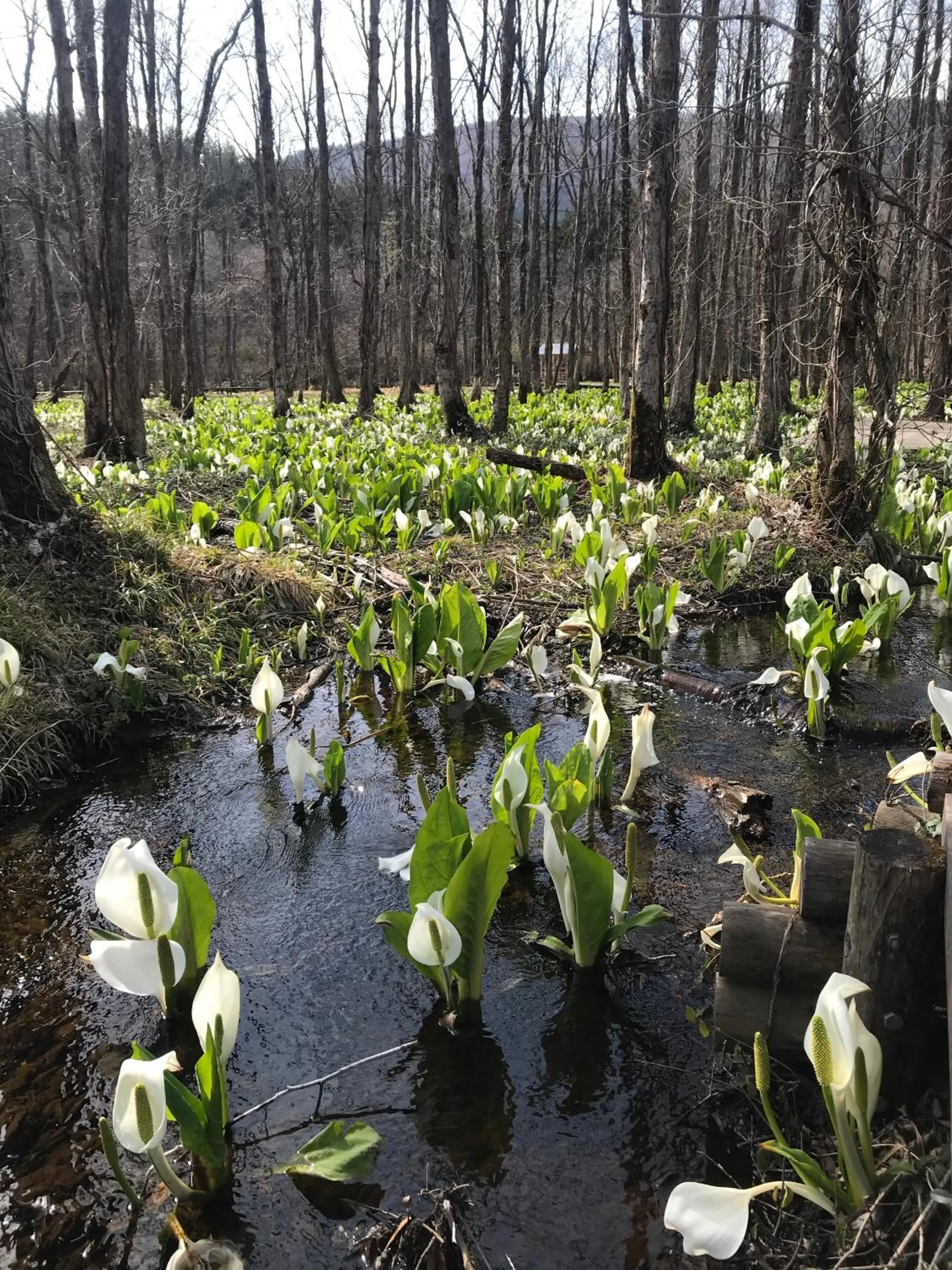 Spring in Kakunodate Guesthouse Fuga