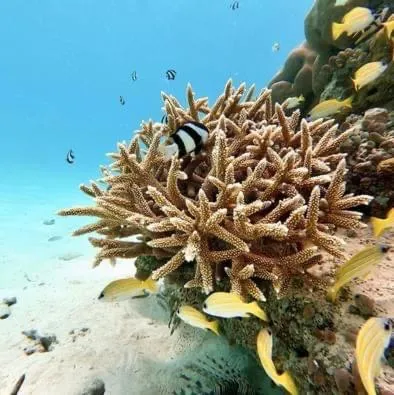 Natural landscape in Beach Veli