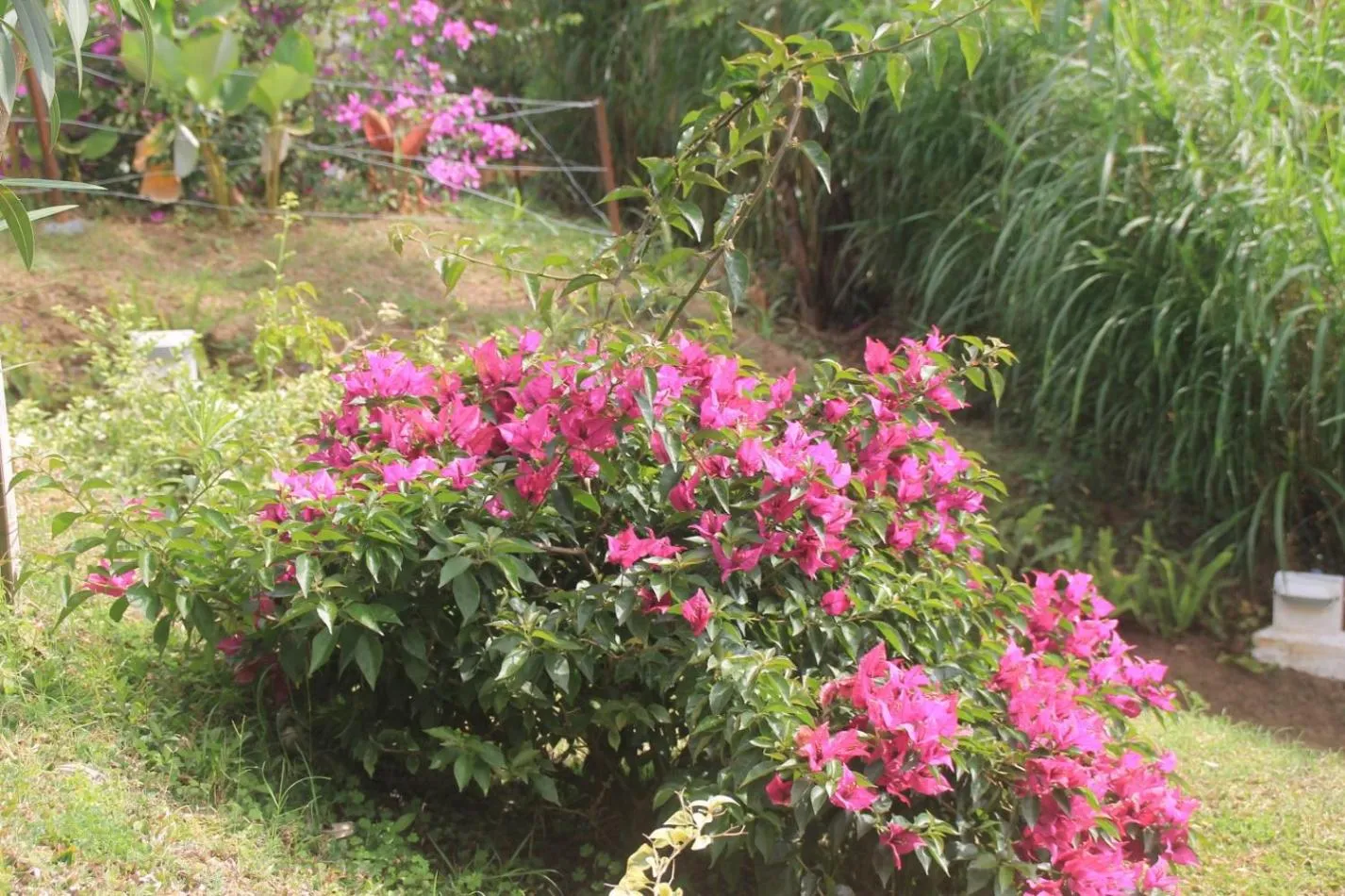 Garden view in Joglo Exotico