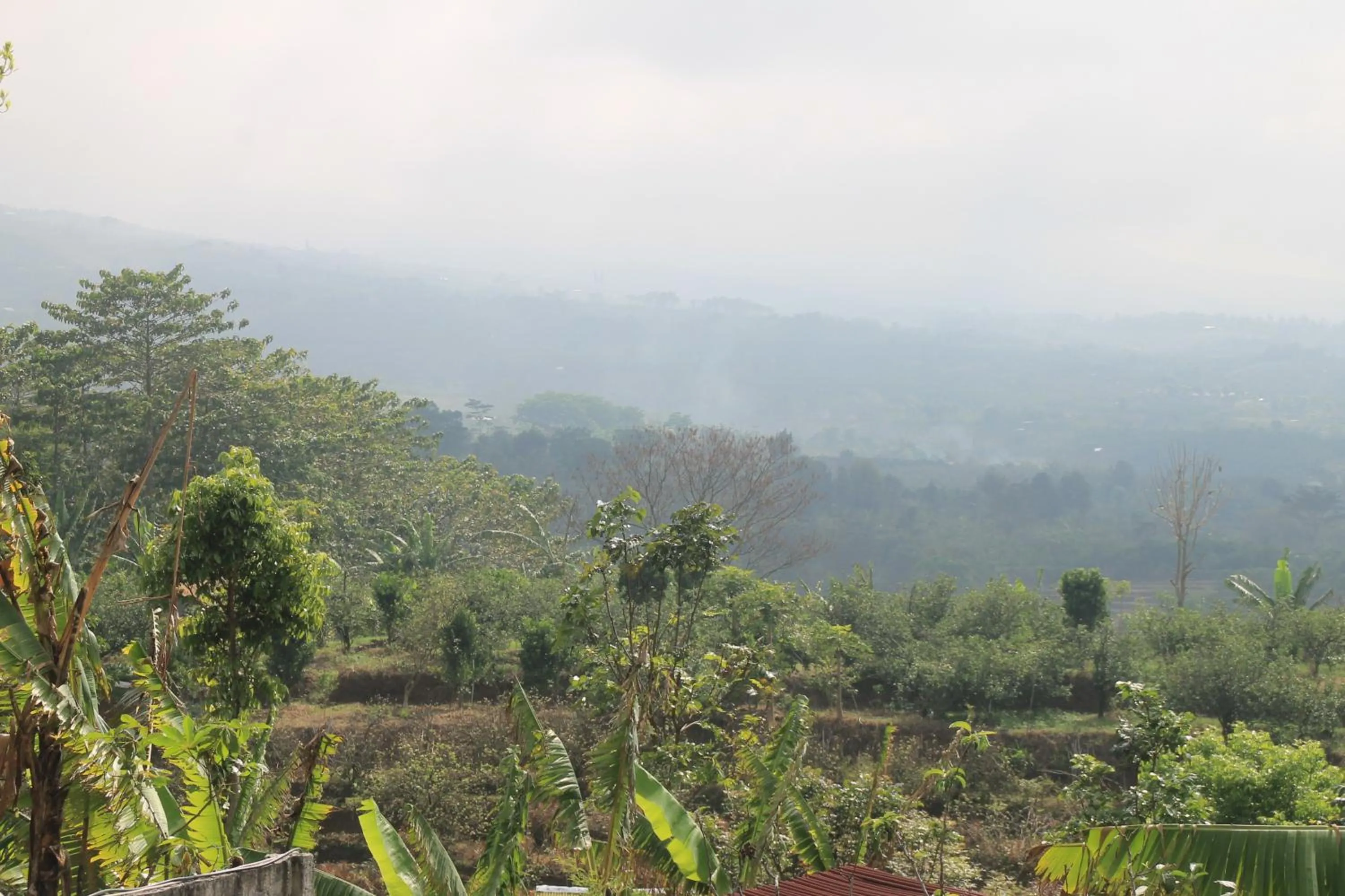 Natural landscape in Joglo Exotico