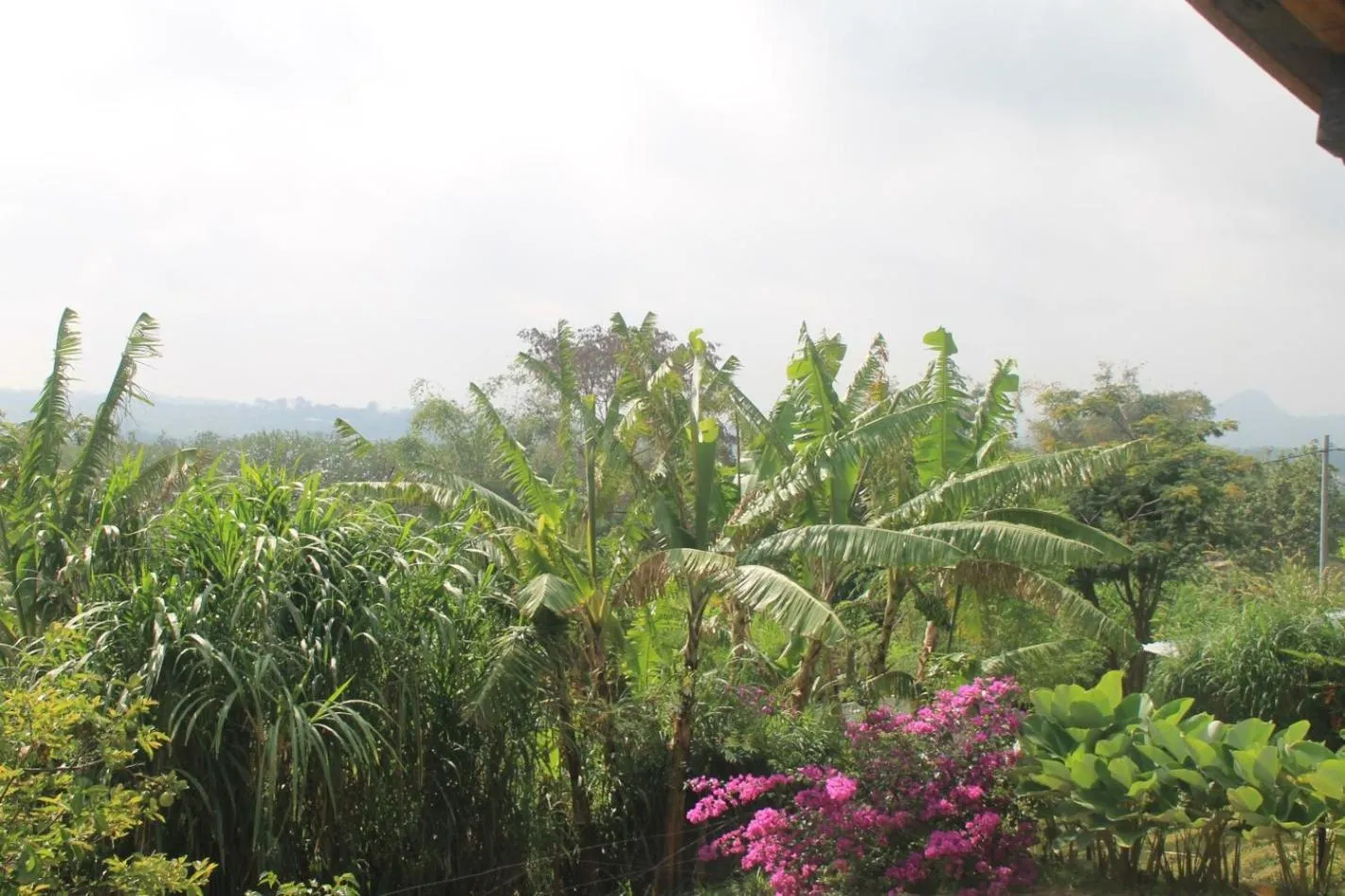 Garden view in Joglo Exotico