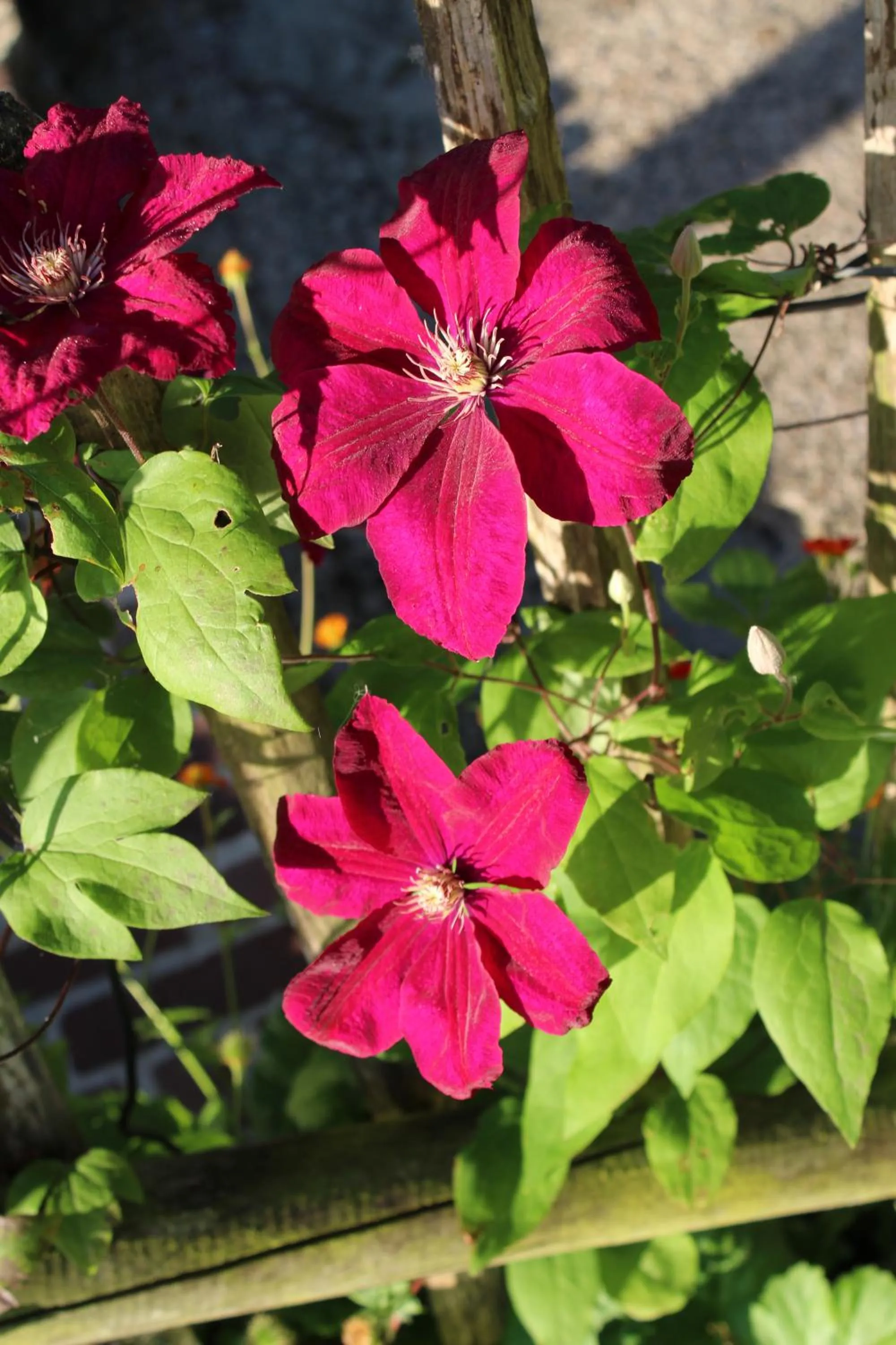 Location in Bed and Stay Amsterdam